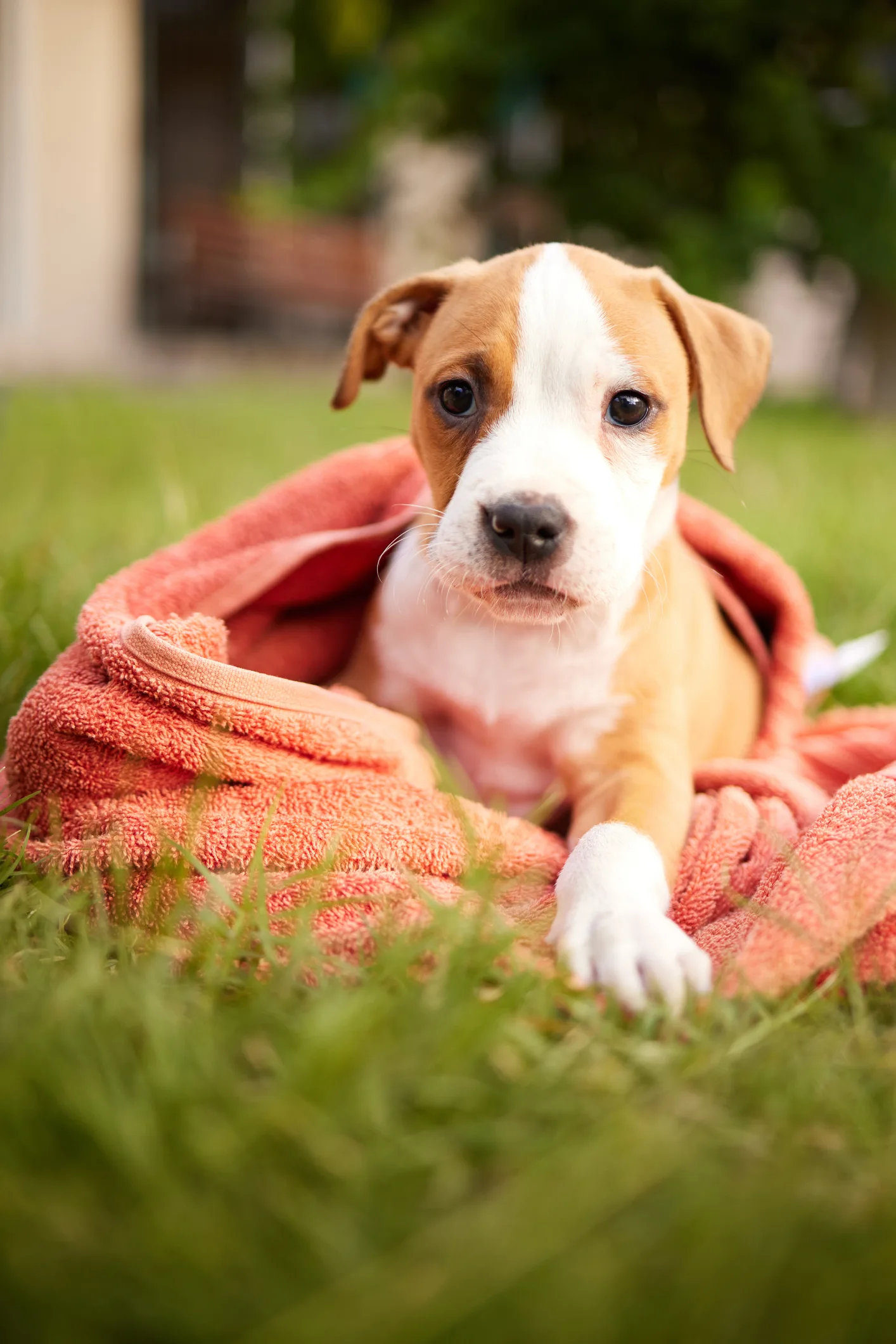 El simple pero asombroso motivo por el que los perros mueven las cejas