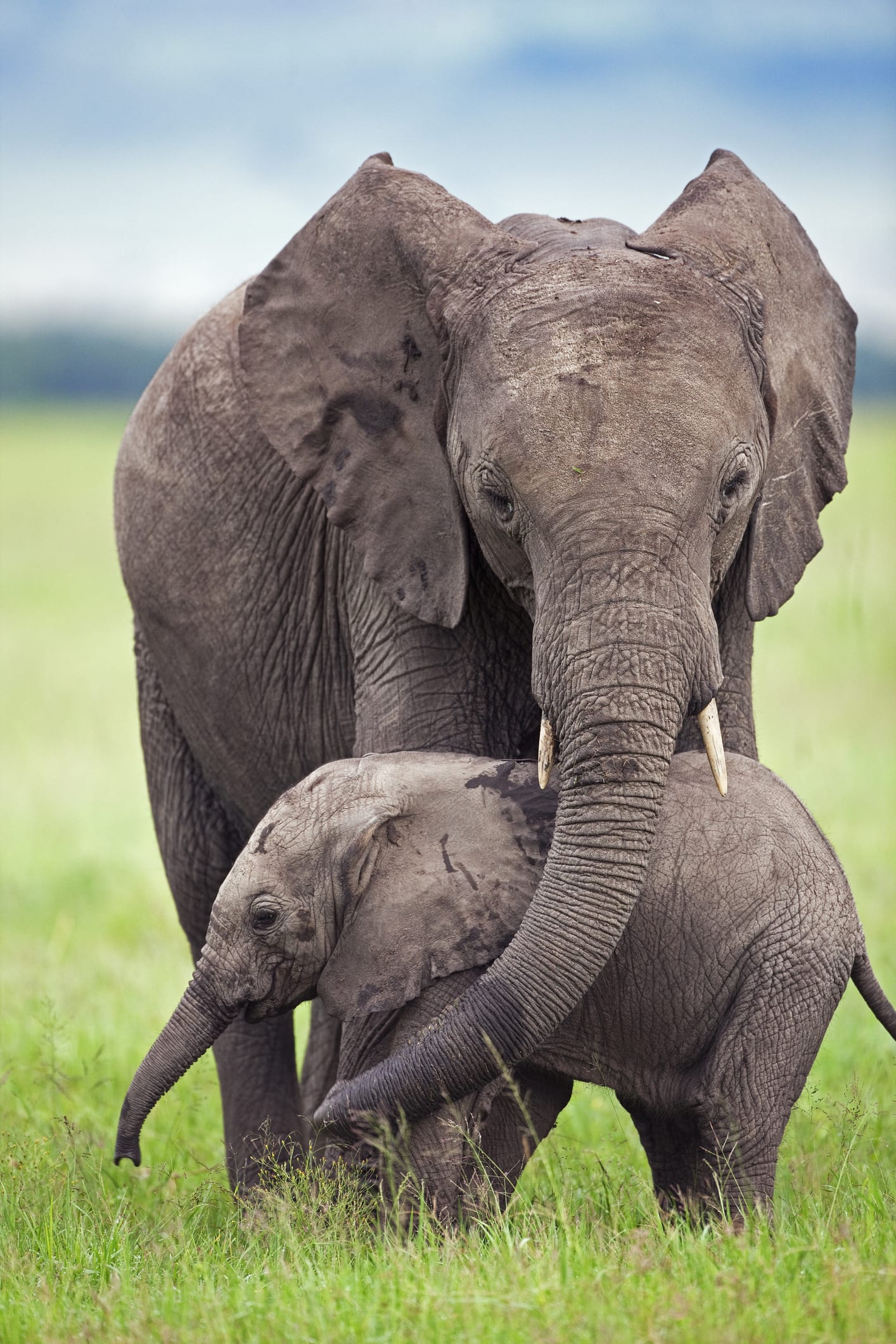 Why an elephant never forgets... its mum