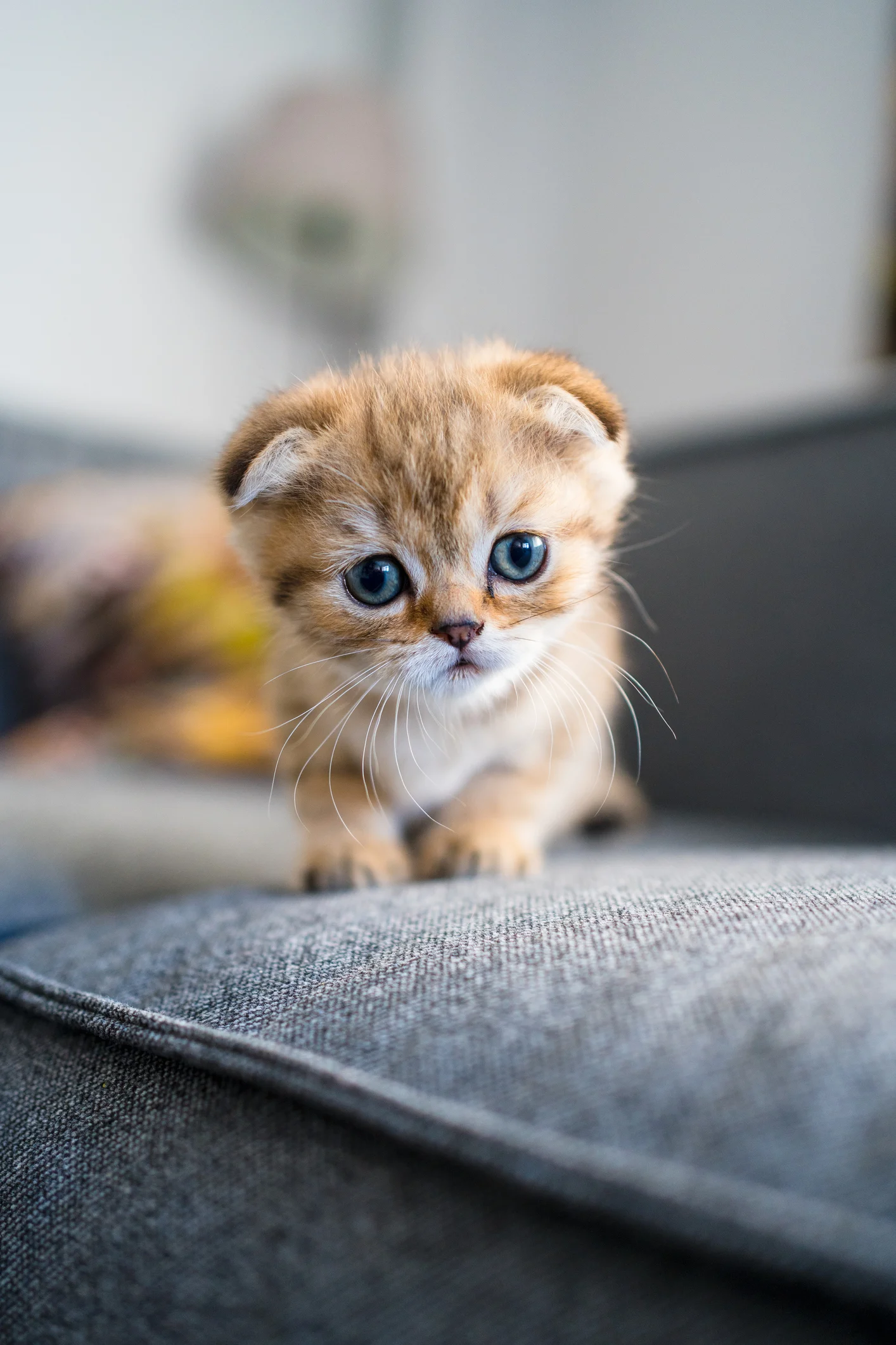 Cat amuses social media followers after refusing to let owner make their bed