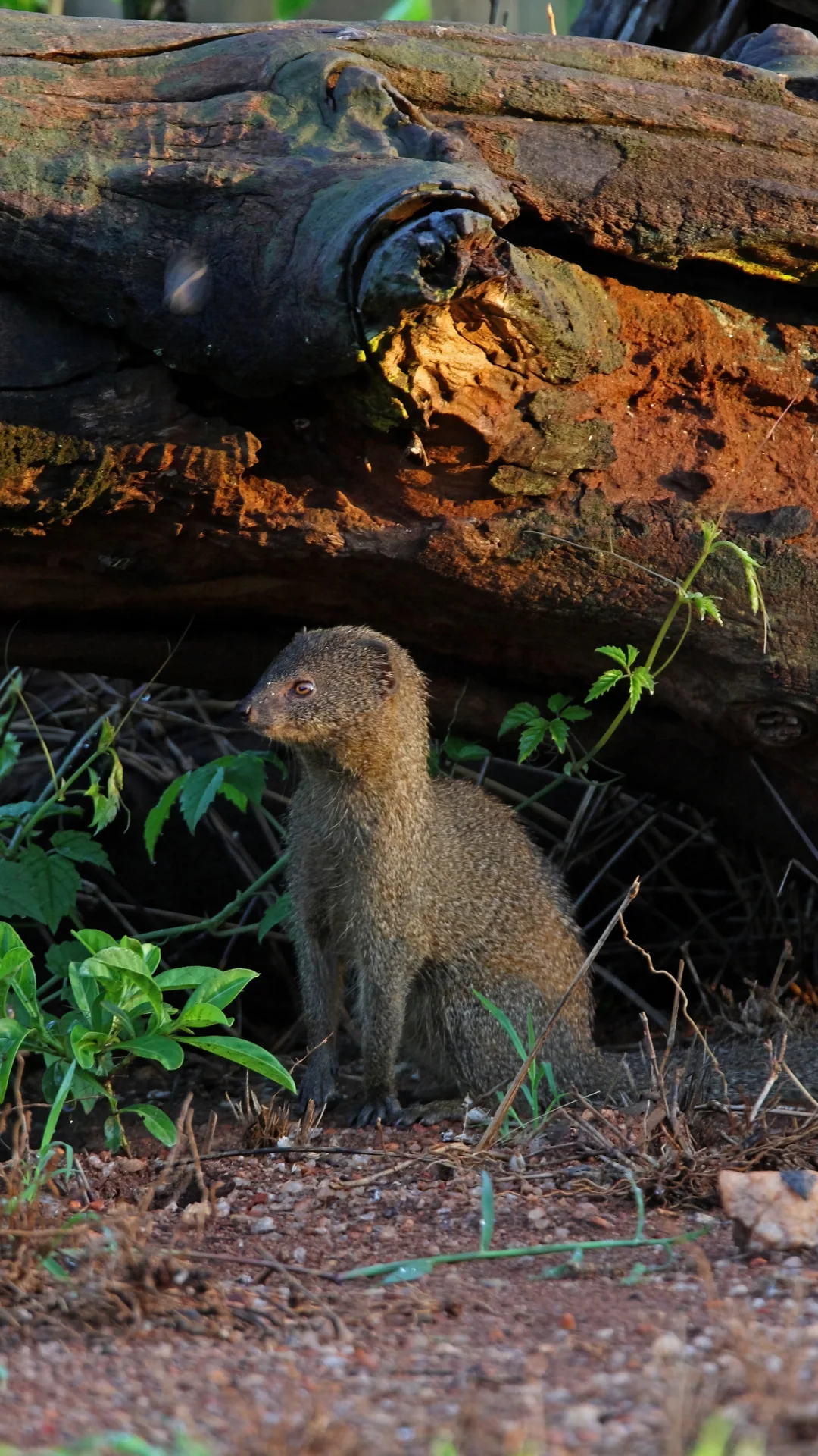 Wild mongooses remember bullies and give them the 'cold shoulder'