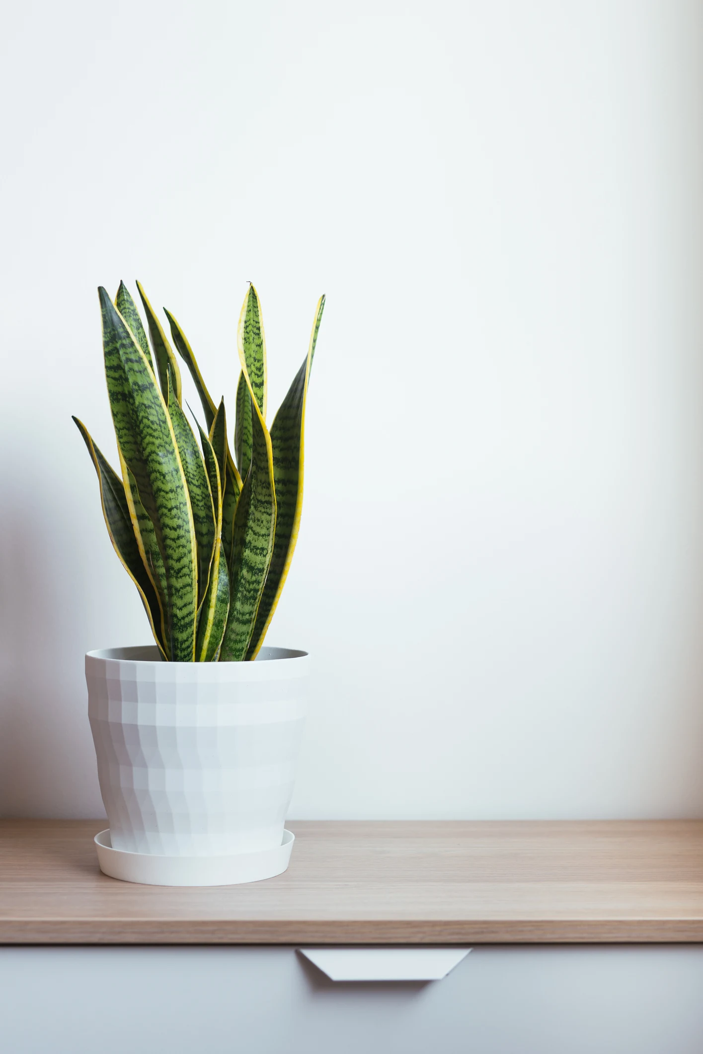 Por qué es una buena idea tener una Sansevieria en el cuarto de baño