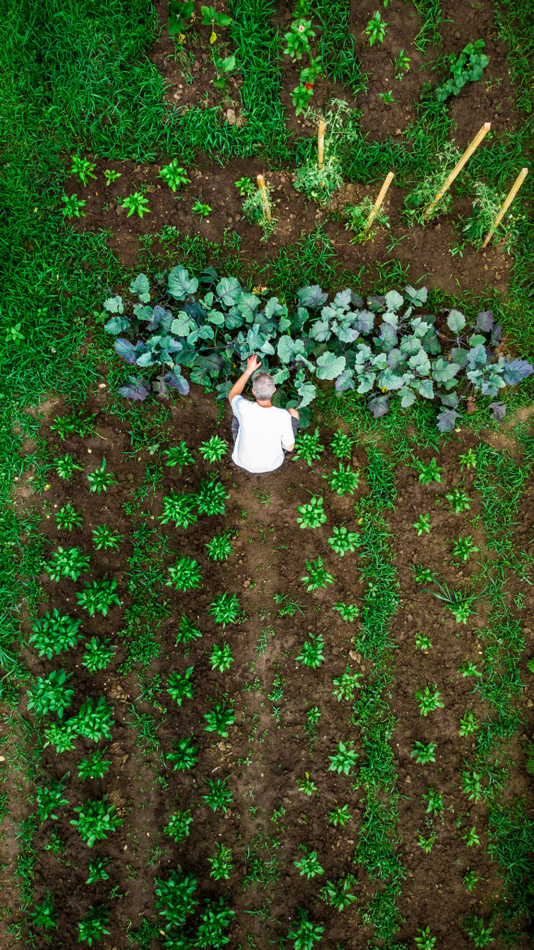 8 Common Mistakes People Make When Treating Weeds