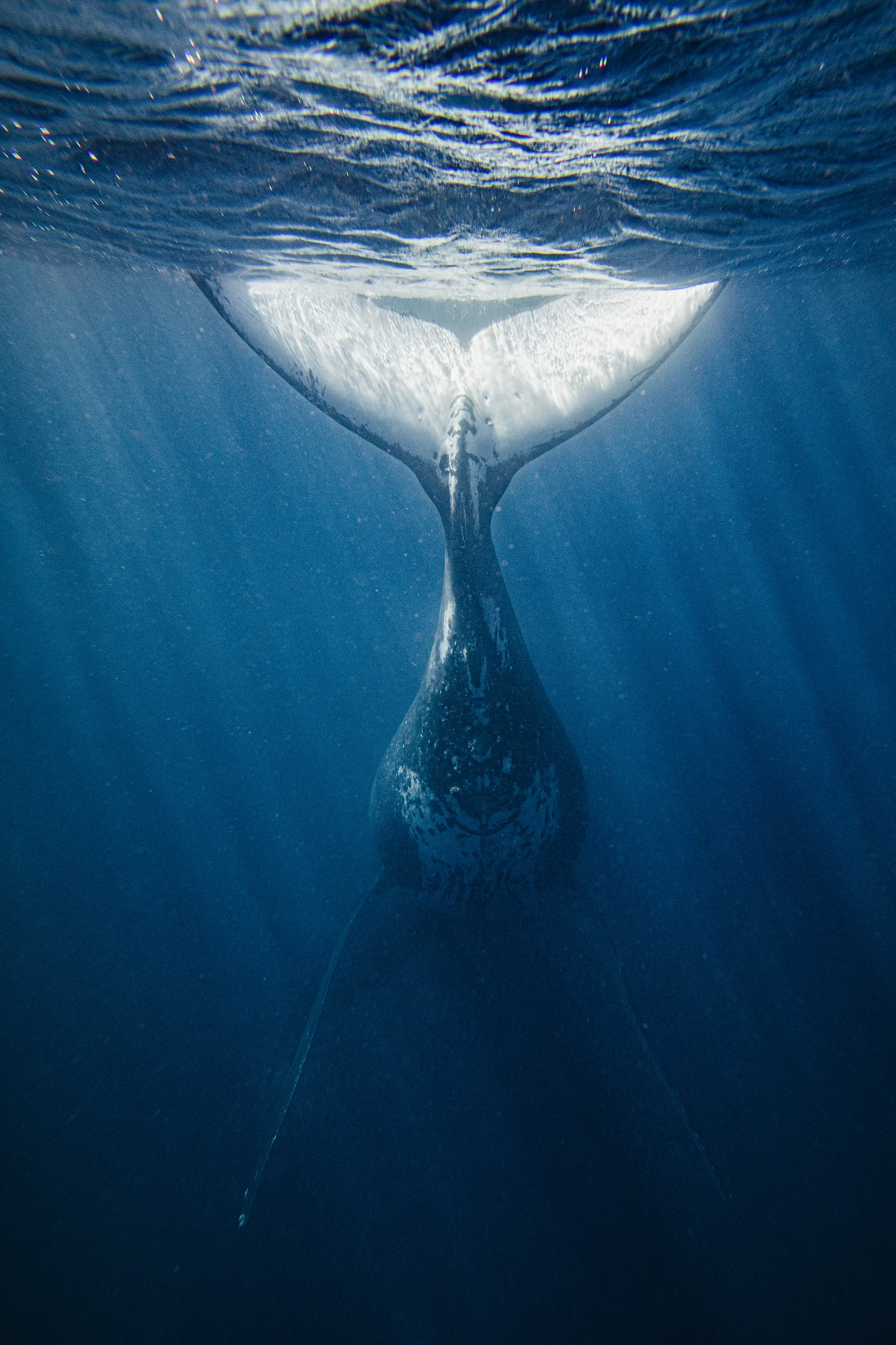 Las bellas imágenes de las ballenas que se acercan a la costa mediterránea de España