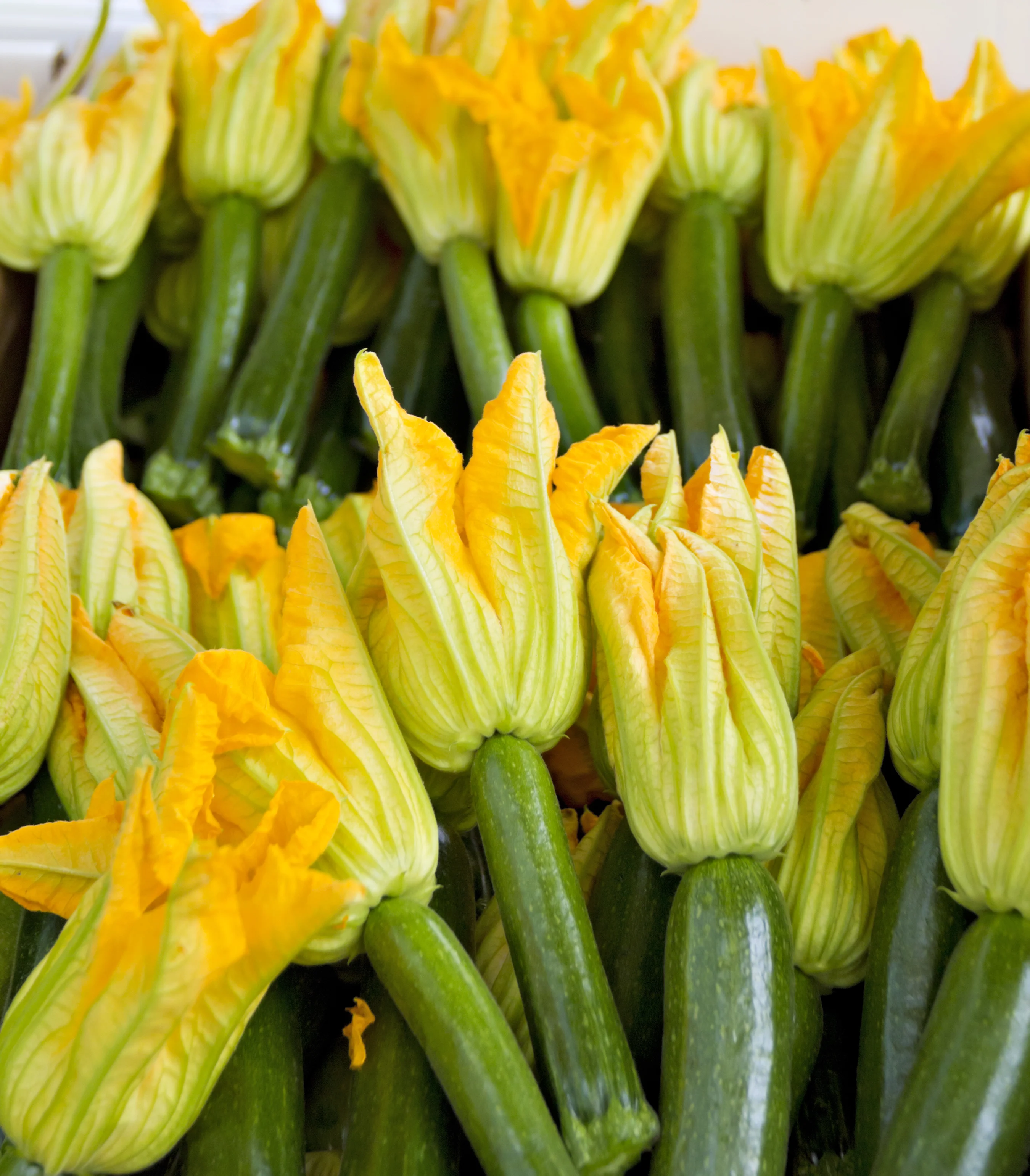 Fiori di zucca fritti in pastella