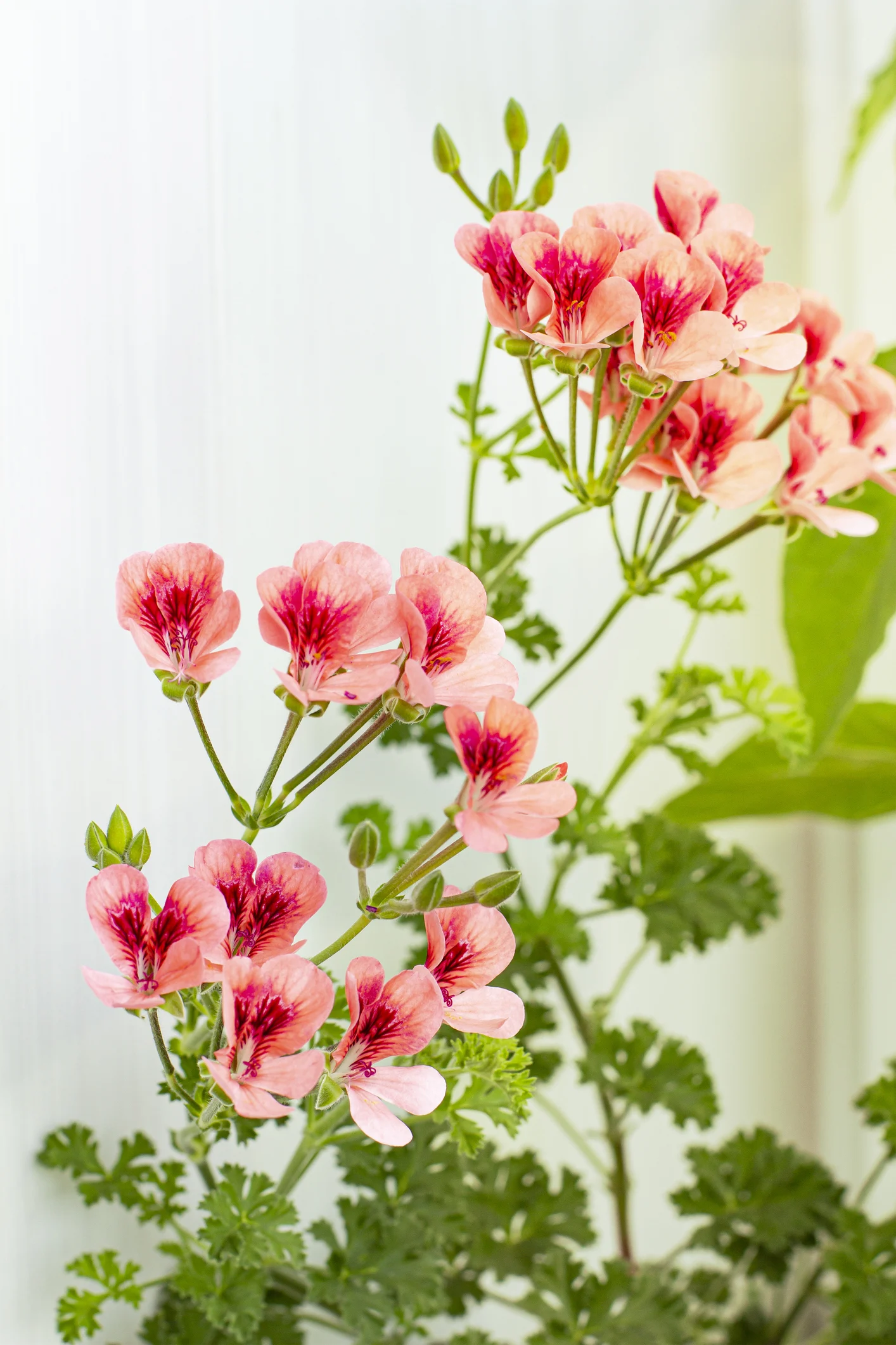 The best plants to grow on your balcony