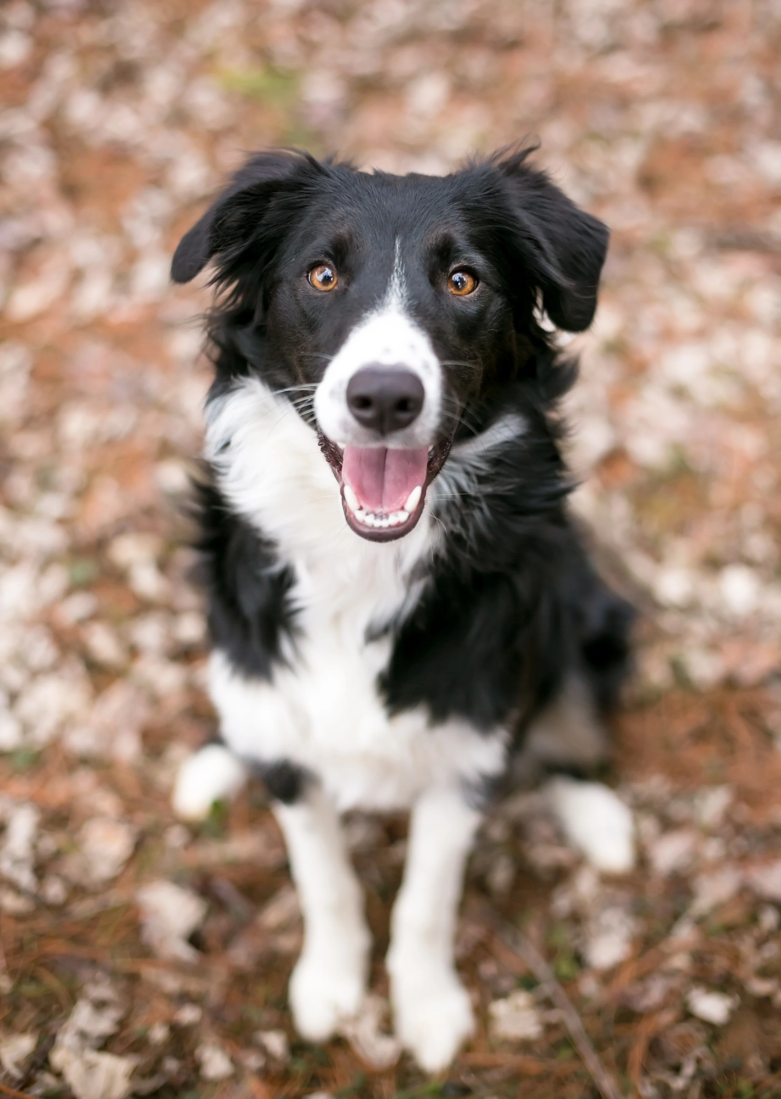 Perros Border Collie: precios, fotos, criaderos y características