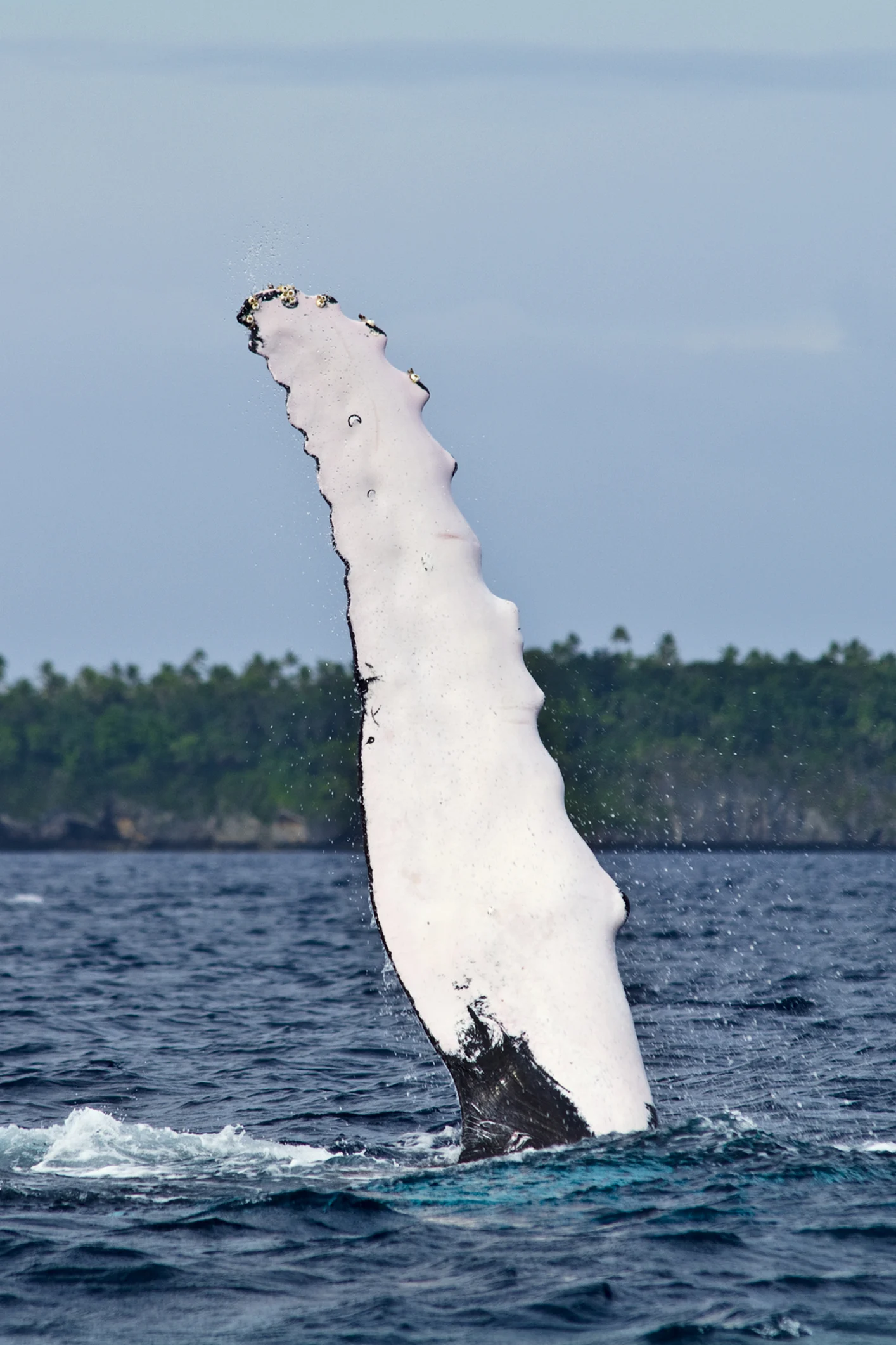 Magnifica megattera bianca avvistata alle Azzorre: le splendide immagini