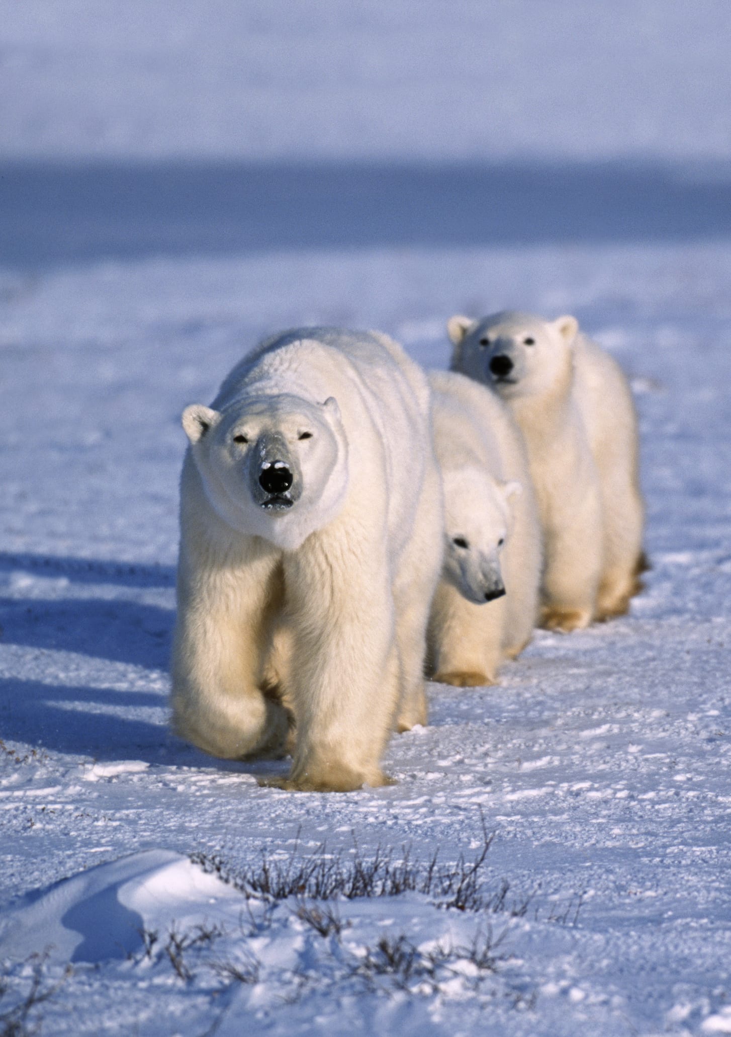 Triste historia del oso polar que buscó ayuda humana porque estaba herido