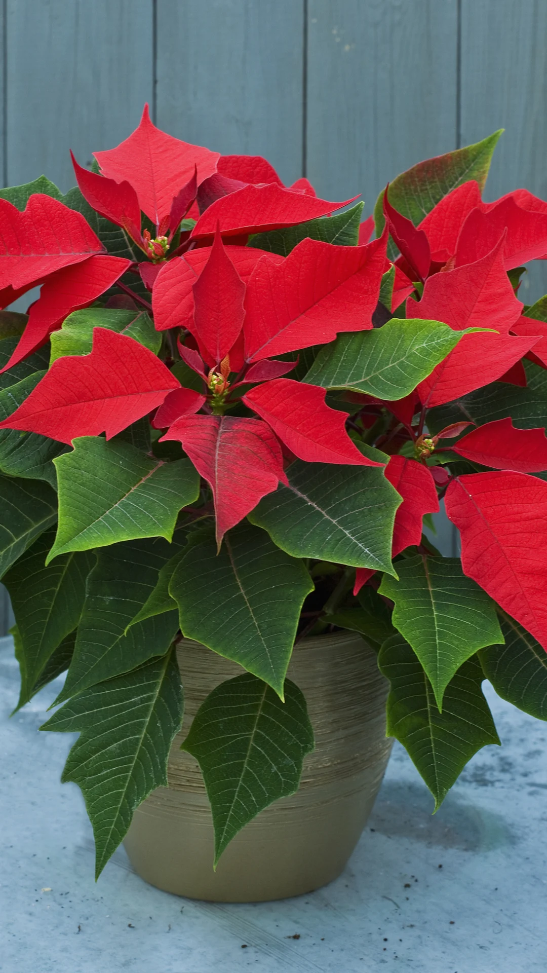 Para llenar de color el hogar, 4 plantas de interior con flores rojas