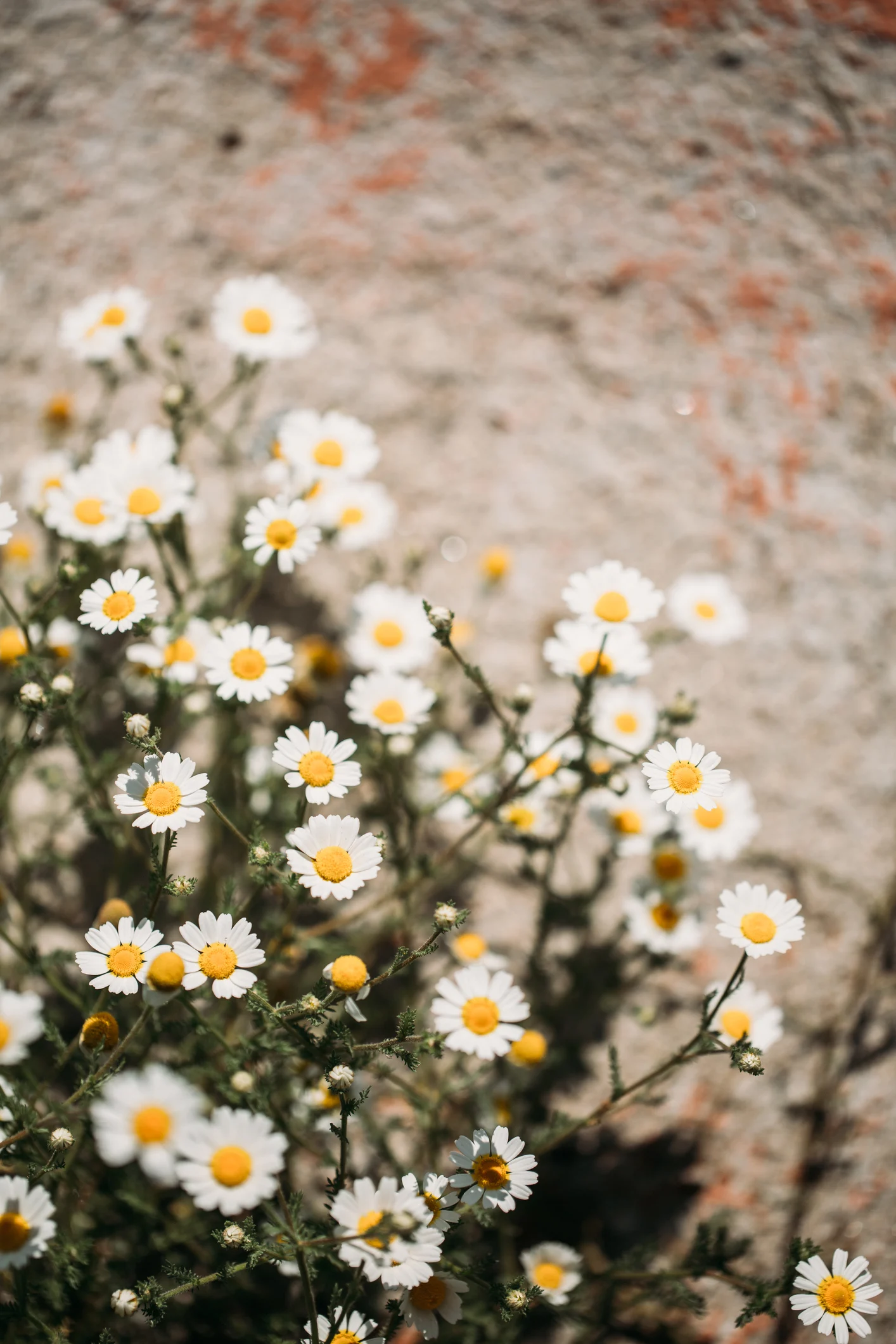 Imperdibles: todos los cuidados que debes darle a tu planta de manzanilla