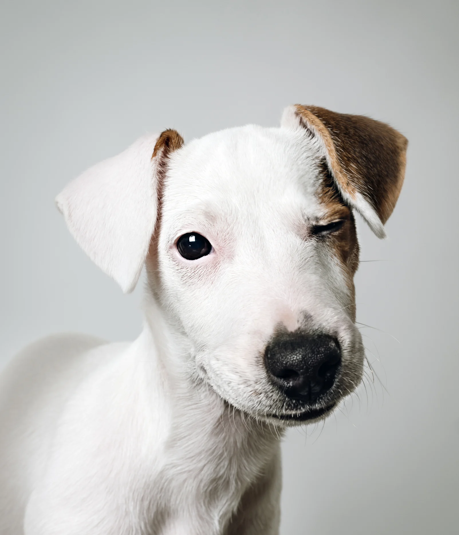 リモートワーク、愛犬が最高の同僚に？