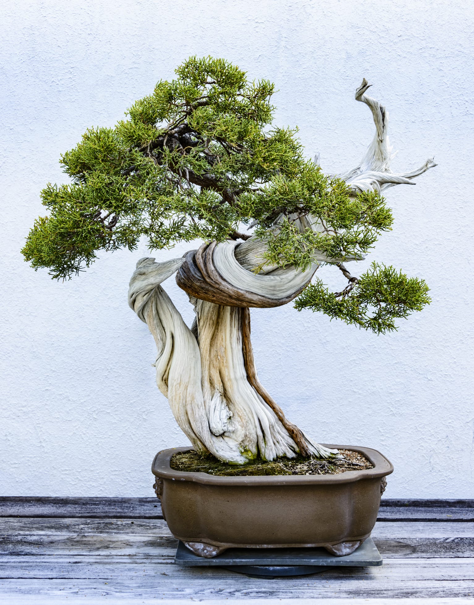 Así puedes plantar tu propio árbol bonsái y evitar que crezca durante años