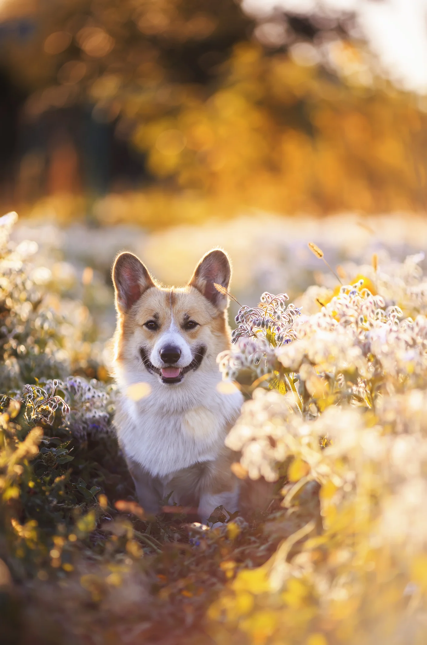 Descubre las 3 razas de perro que ladran menos