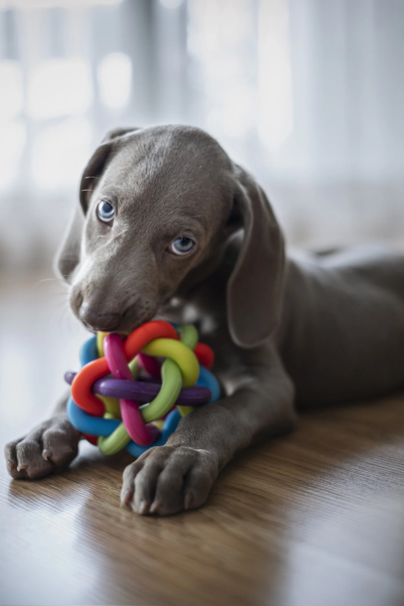 Impossibile resistergli: animali che amano i giochi