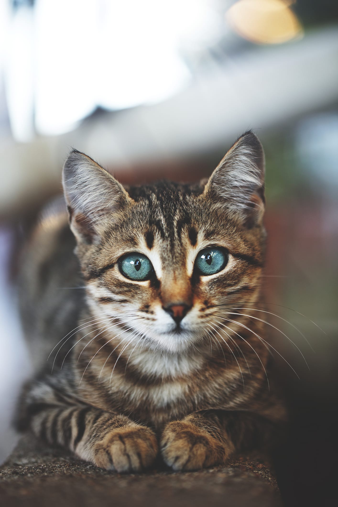 Katze schickt Kollegen ihres Frauchens regelmäßig Nachrichten