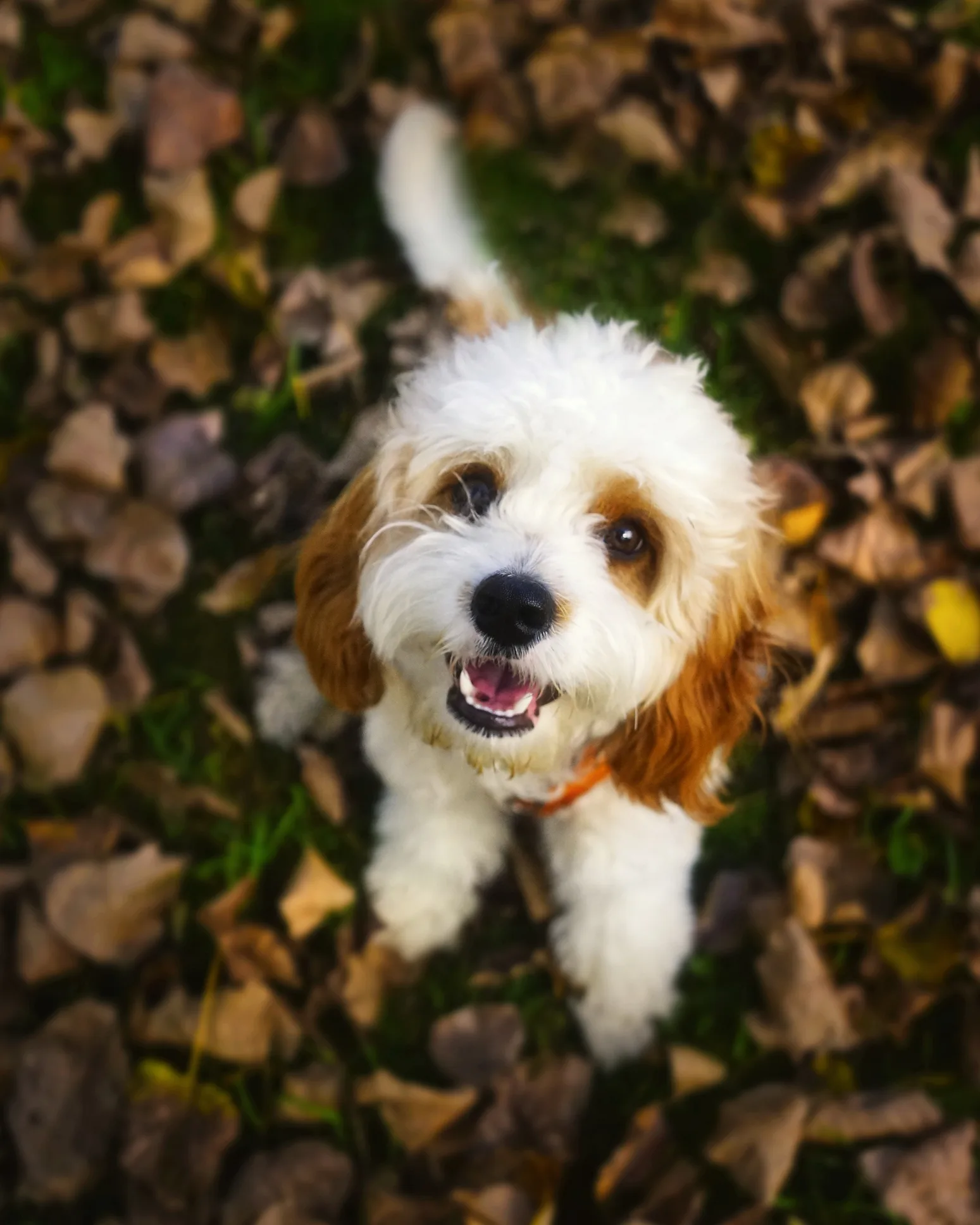 Tips para evitar que tu perro ladre mucho