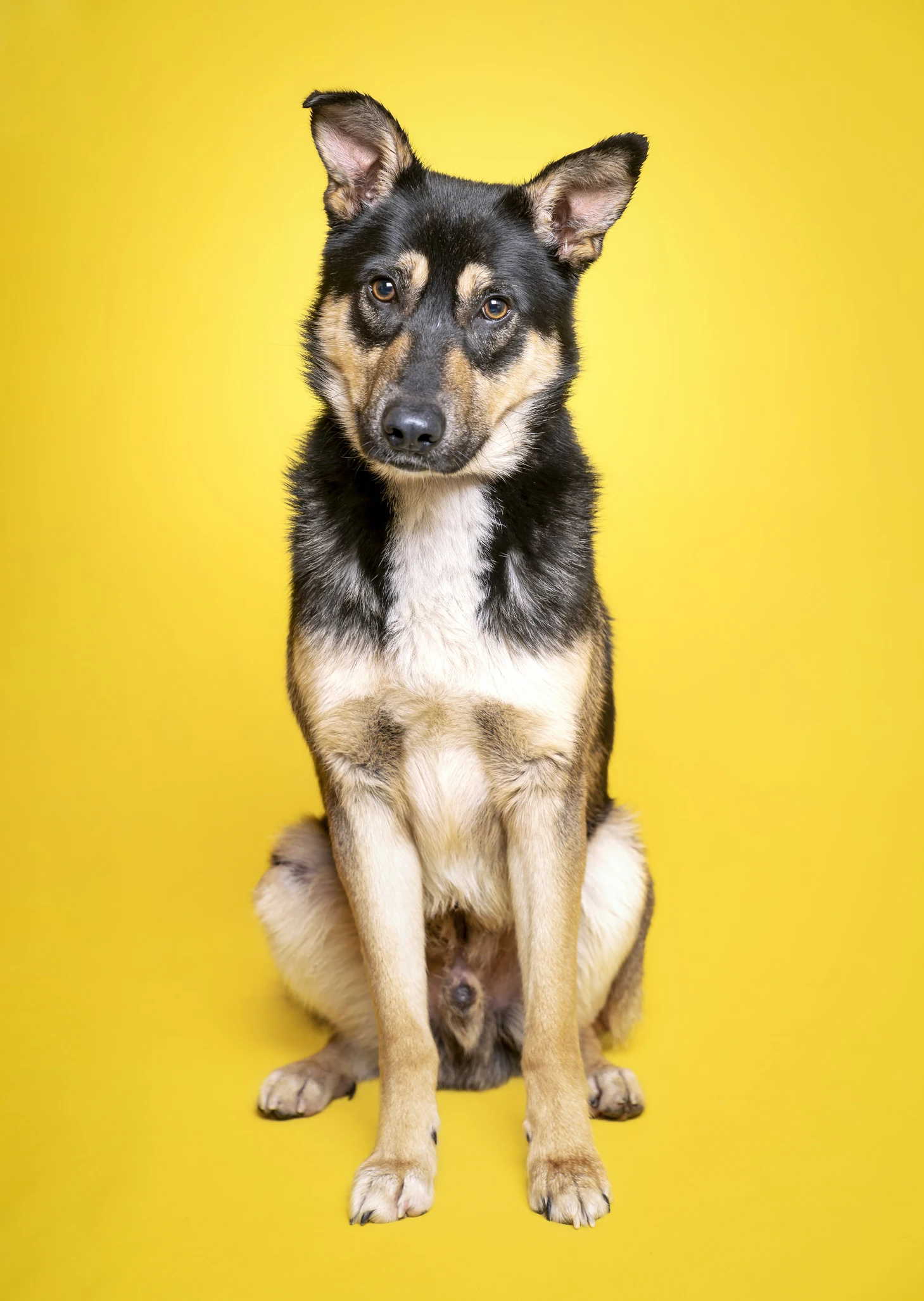 Mein Hund springt jeden an - was tun?