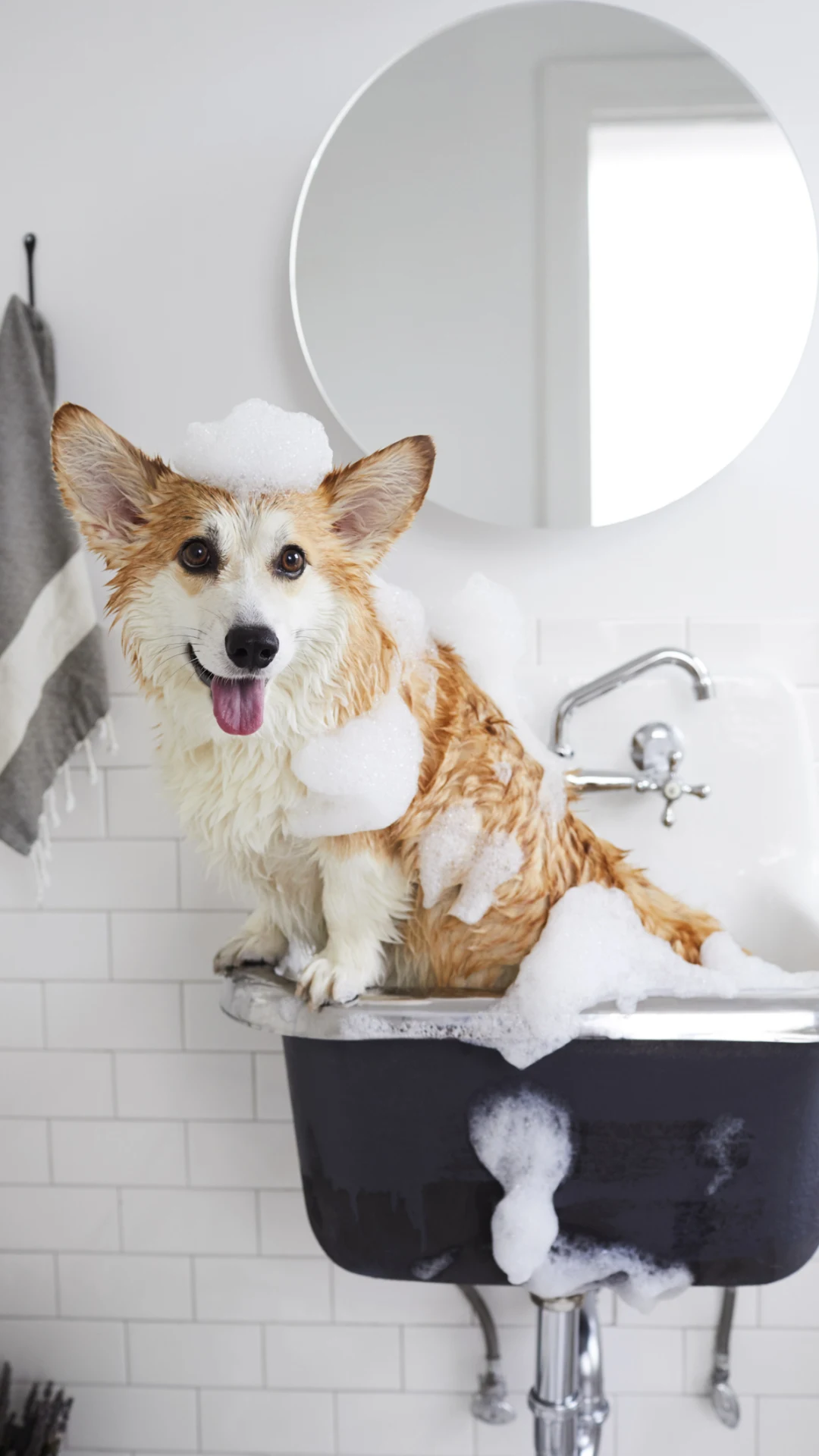 Toma nota, increíble receta para desenredar el pelo de tus perros