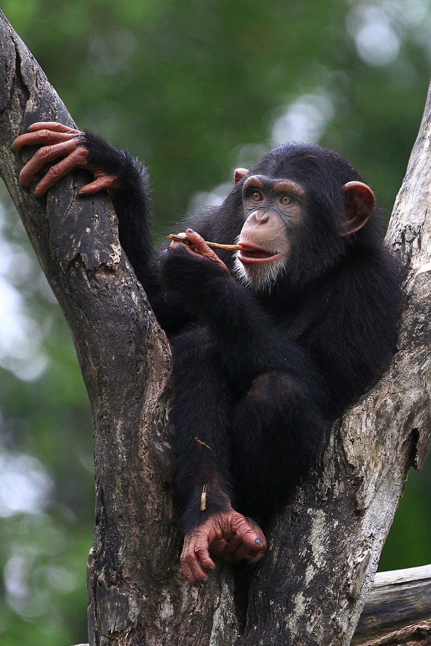 In Africa gli scimpanzé uccidono i gorilla, “E’ la prima volta, è colpa del surriscaldamento climatico e della fame”