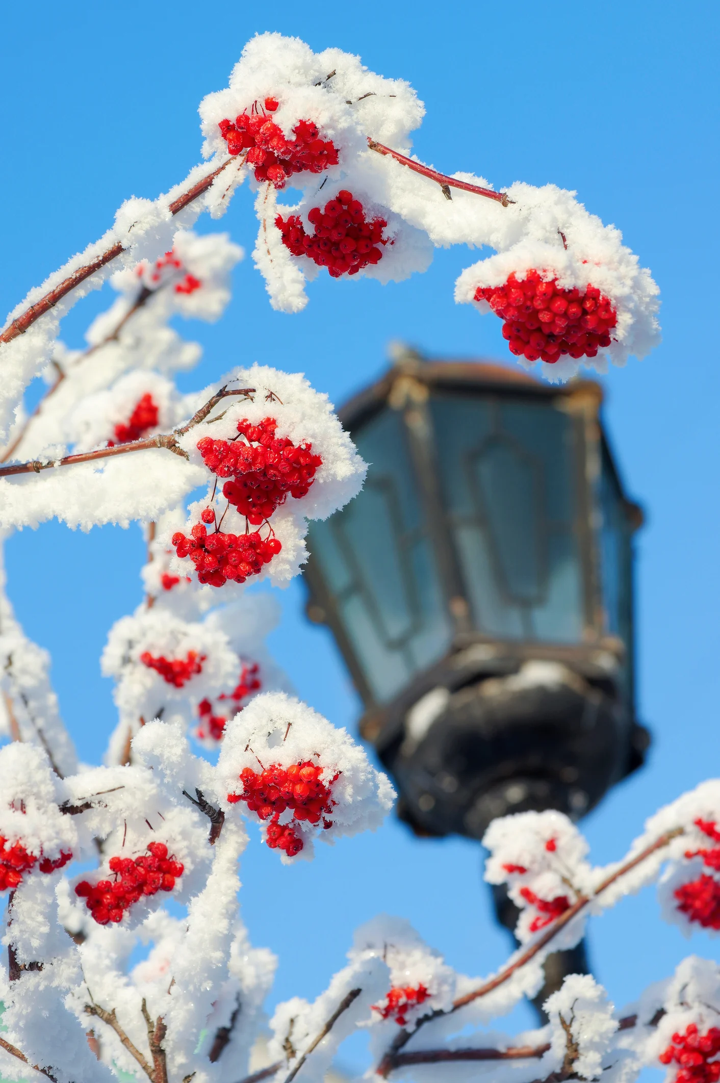 È sicuro mangiare la frutta che cresce in città? Una domanda legittima con una risposta semplice