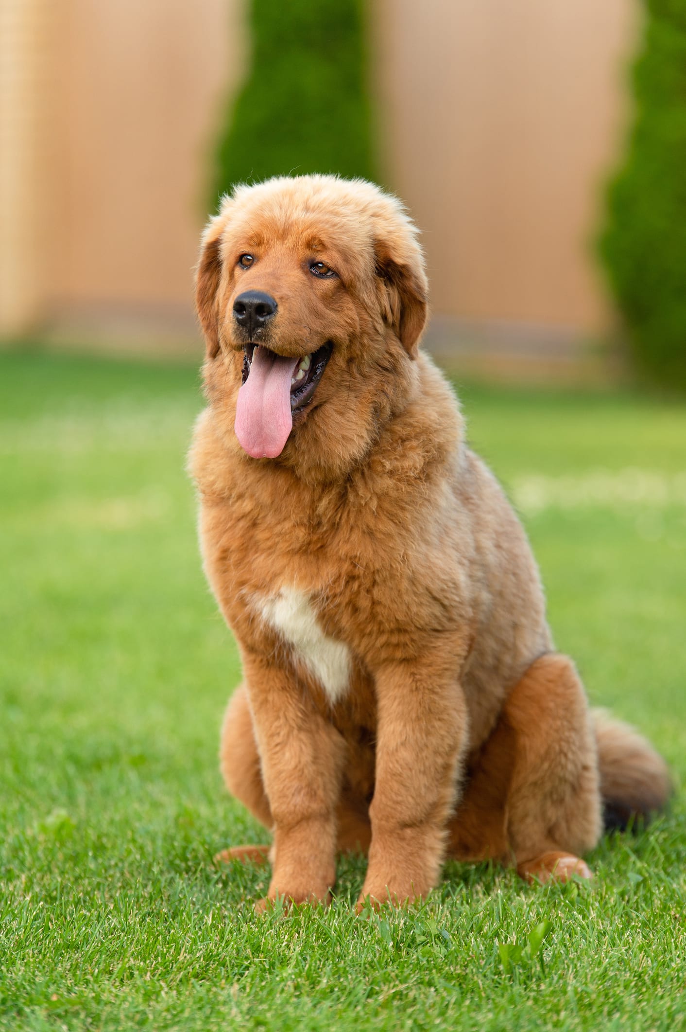 Les 8 races de chiens les plus chères au monde