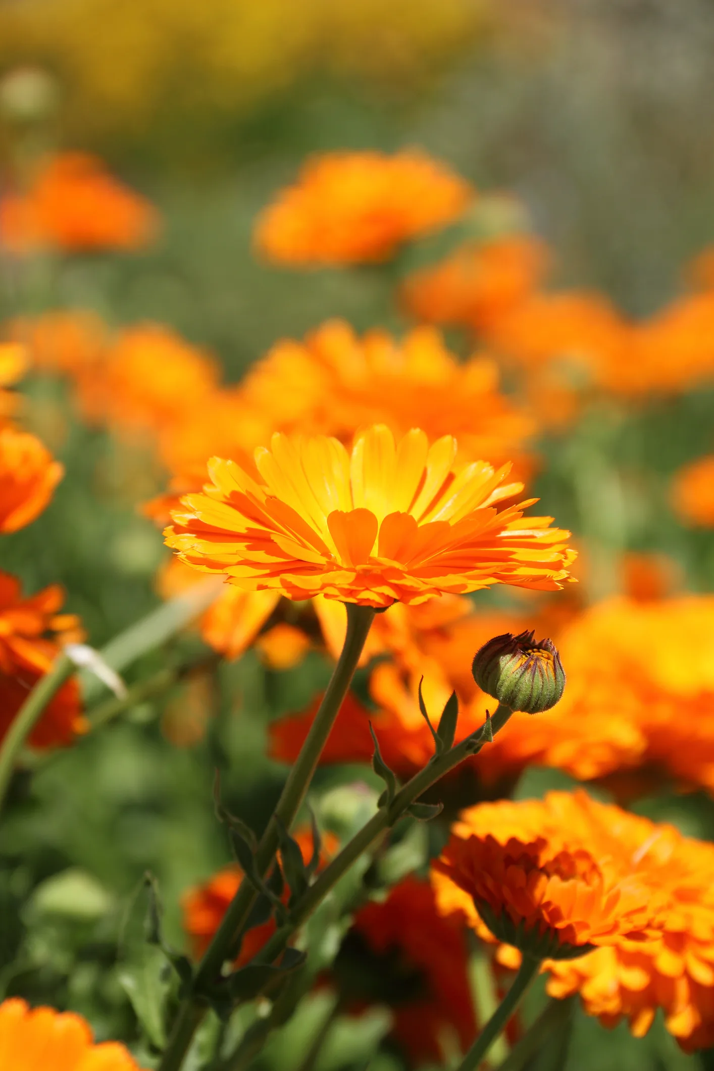 6 flores comestibles que puedes sembrar en tu jardín y combinar con tus platillos favoritos