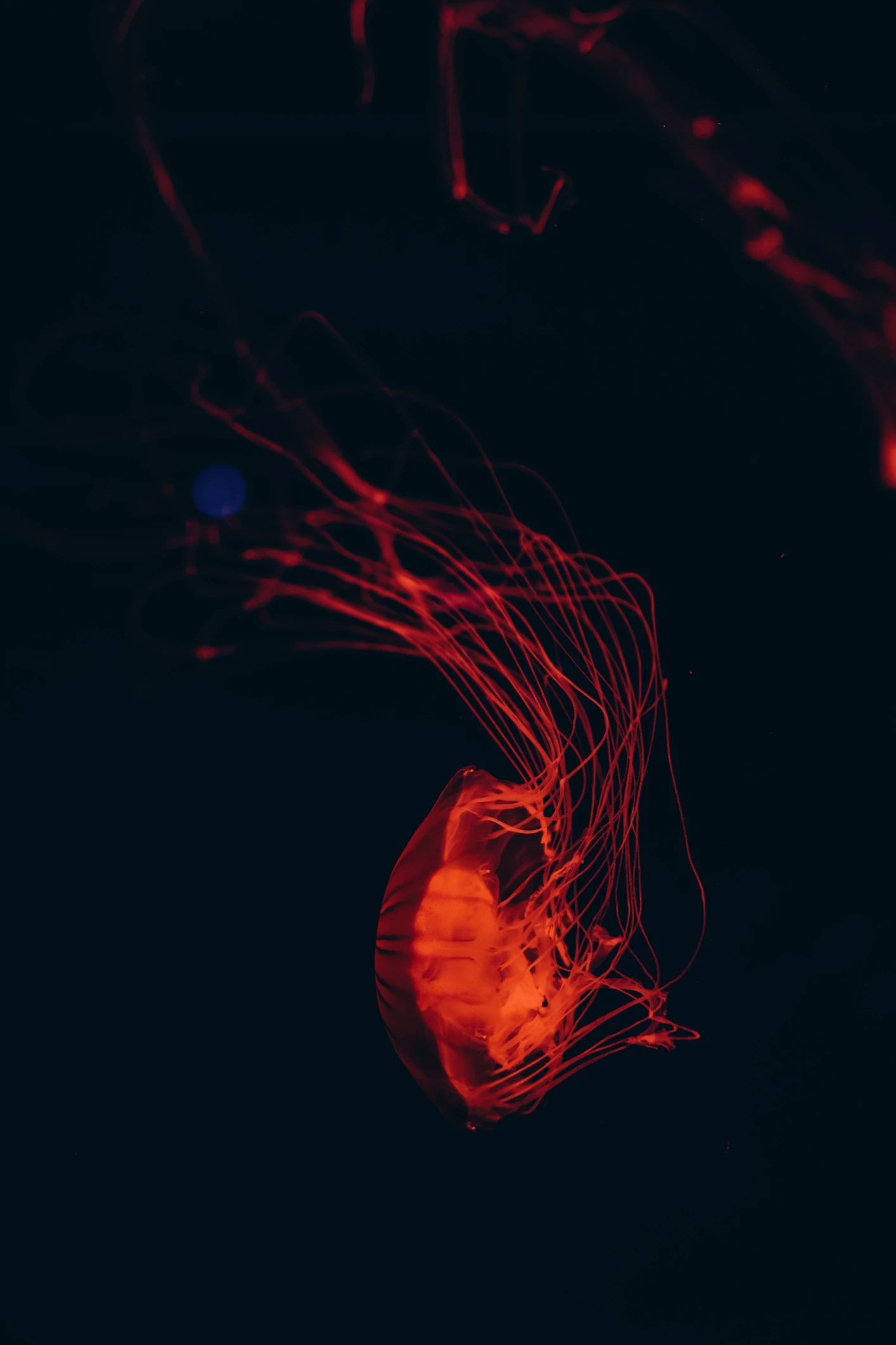 Cameras caught a 'space jellyfish' fly over Georgia. Here’s what it really was.
