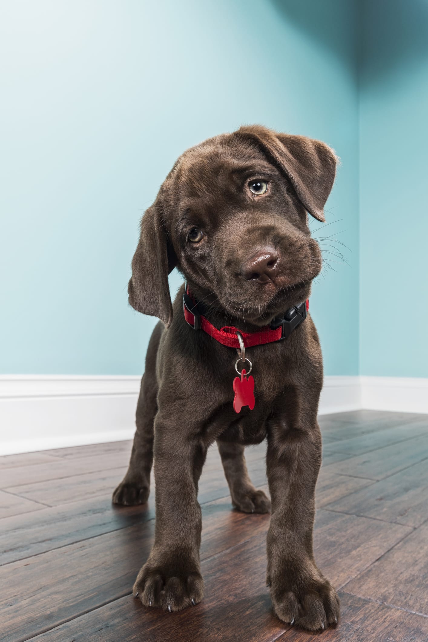 Before Getting Your First Pet Dog, Here Are 7 Things You Need To Know