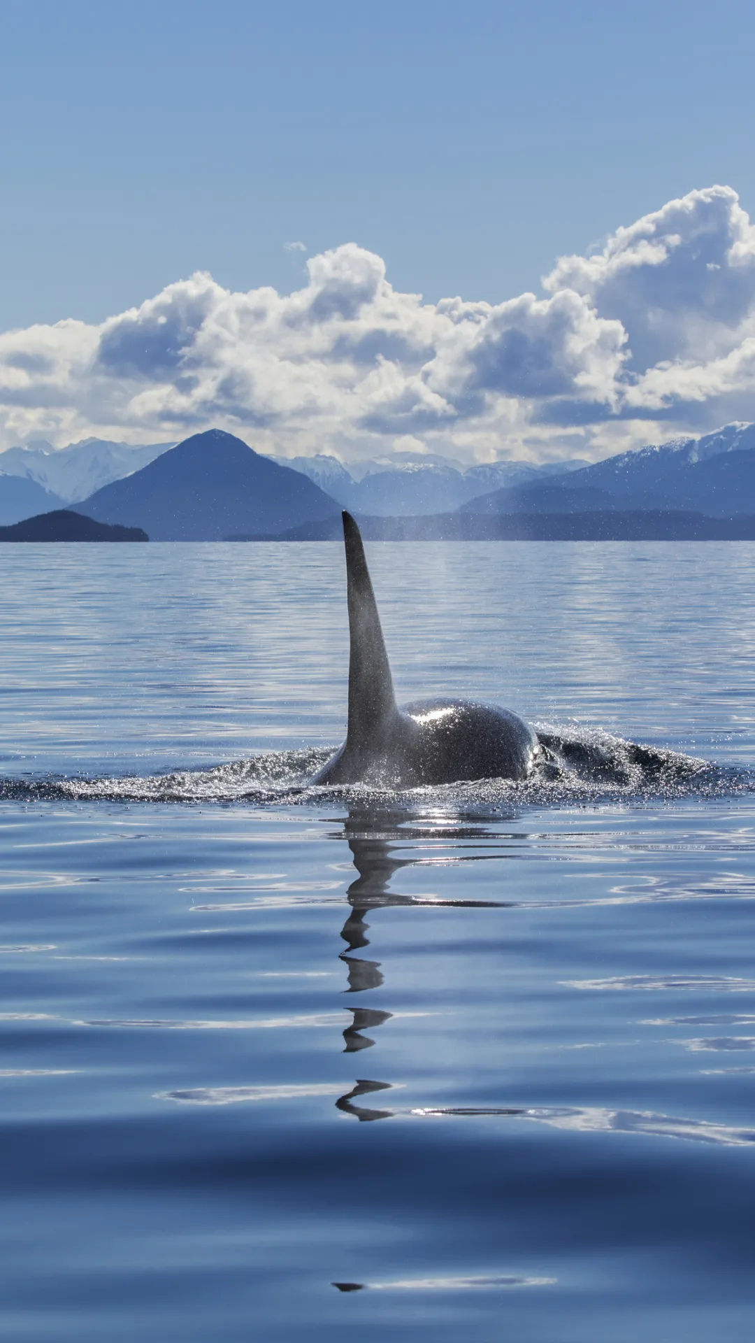 圧巻の映像！ザトウクジラの巨大な群れが集団で食事