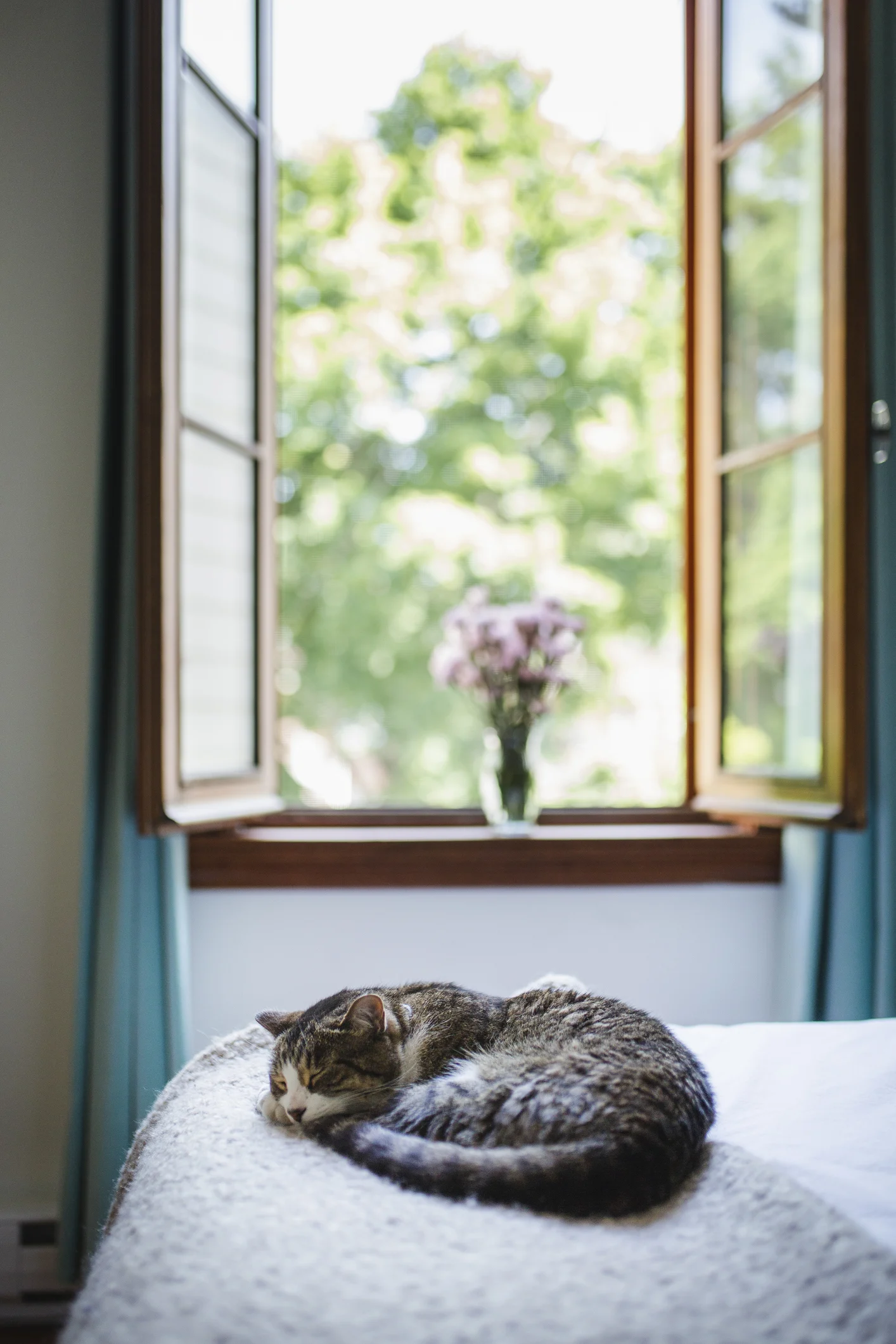 12 essential cat products for when you're away from home