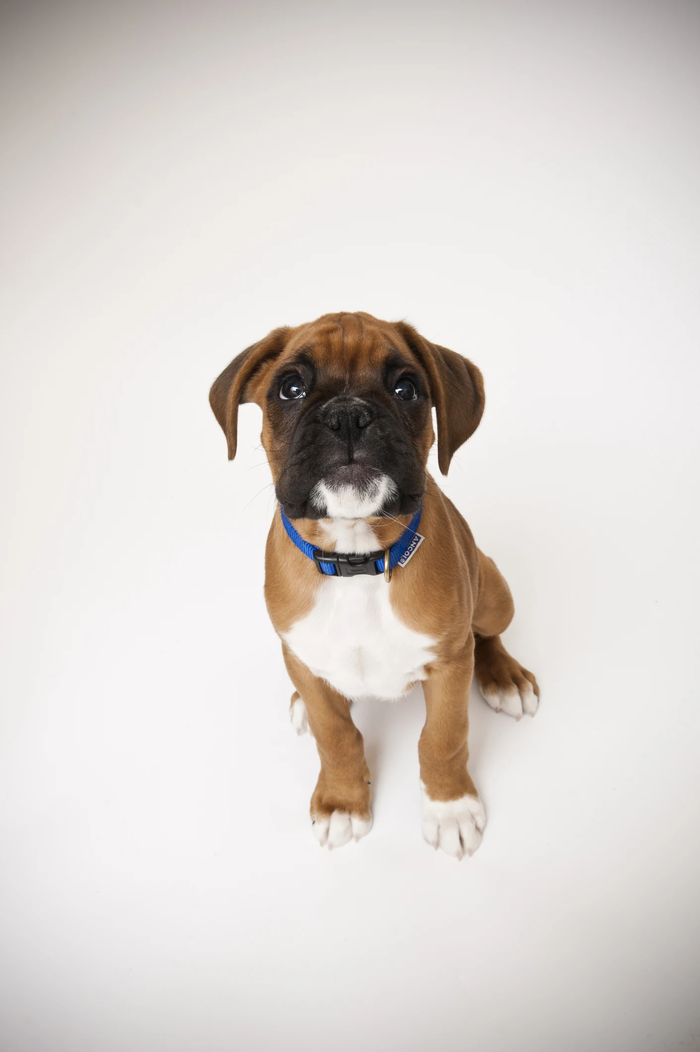 Guia de Raças: Boxer, cara de cão bravo, mas coração de cachorrinho