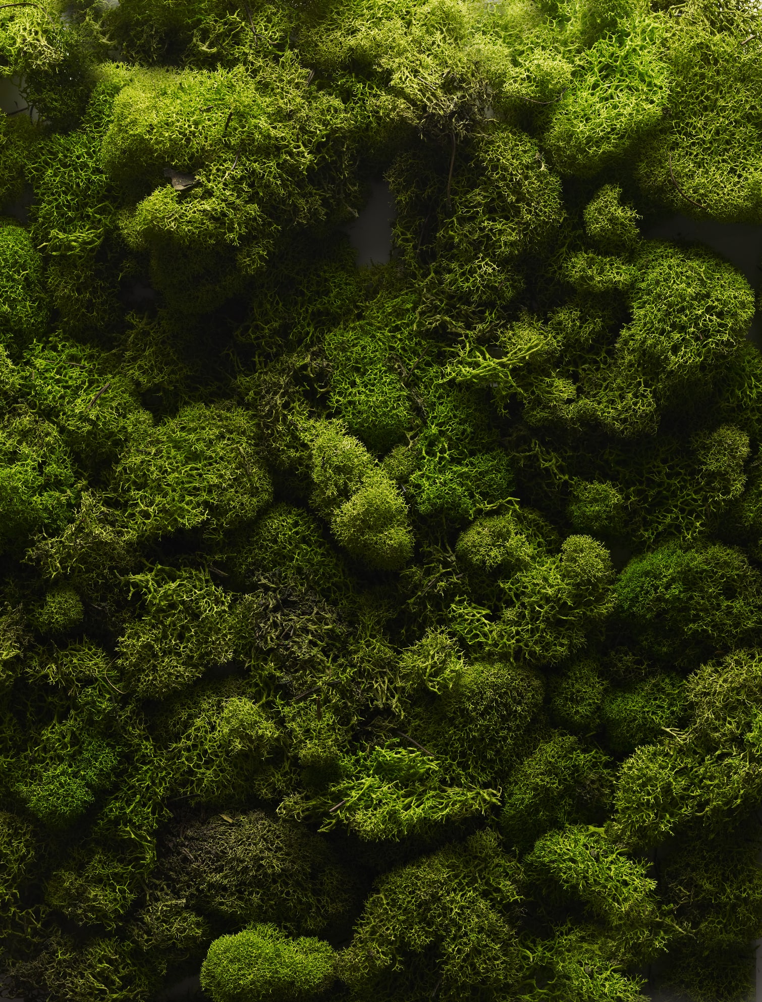 Plants Appear to Be Breaking Biochemistry Rules by Making 'Secret Decisions'