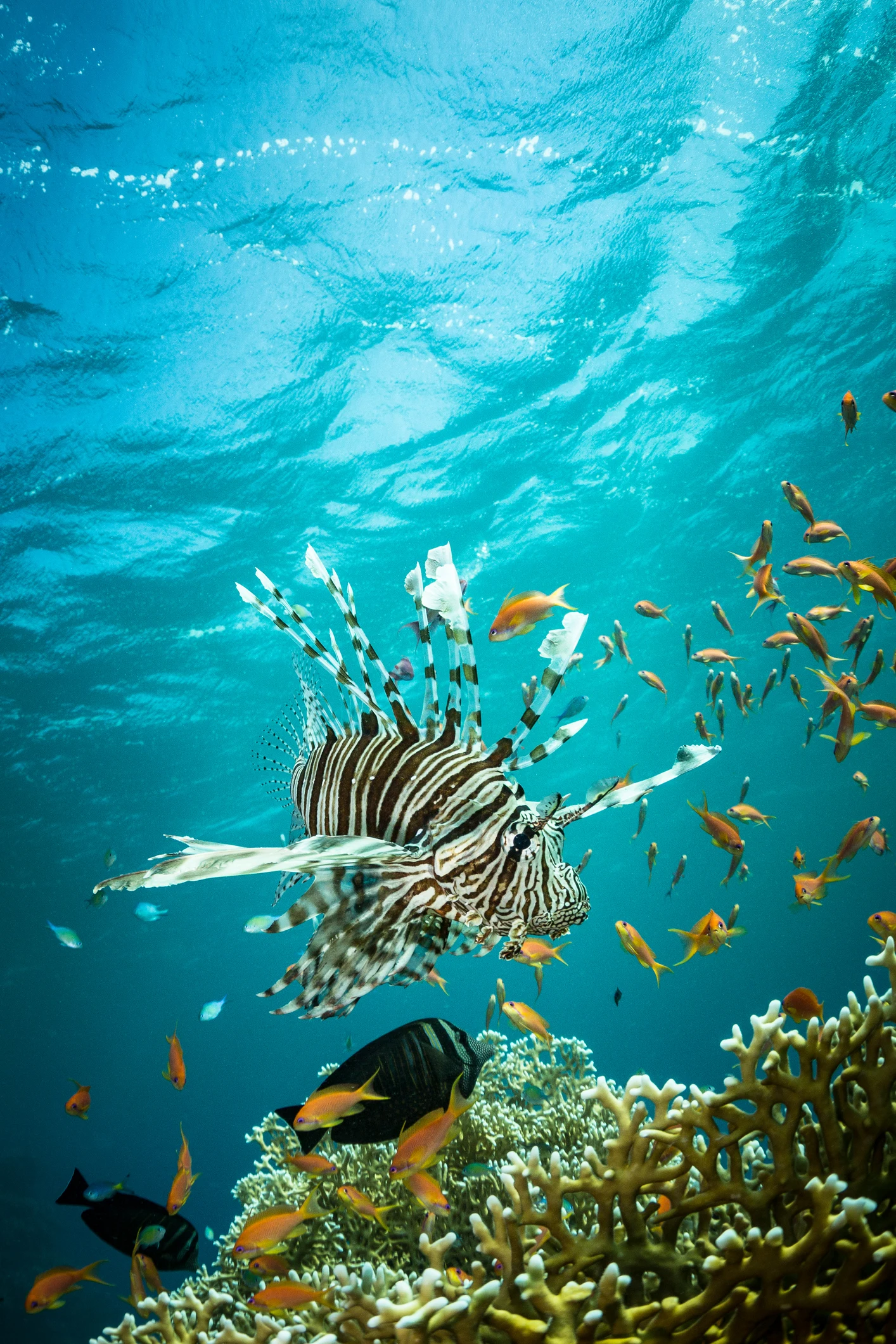 Specie aliene: cosa sono e perché è importante conoscerle