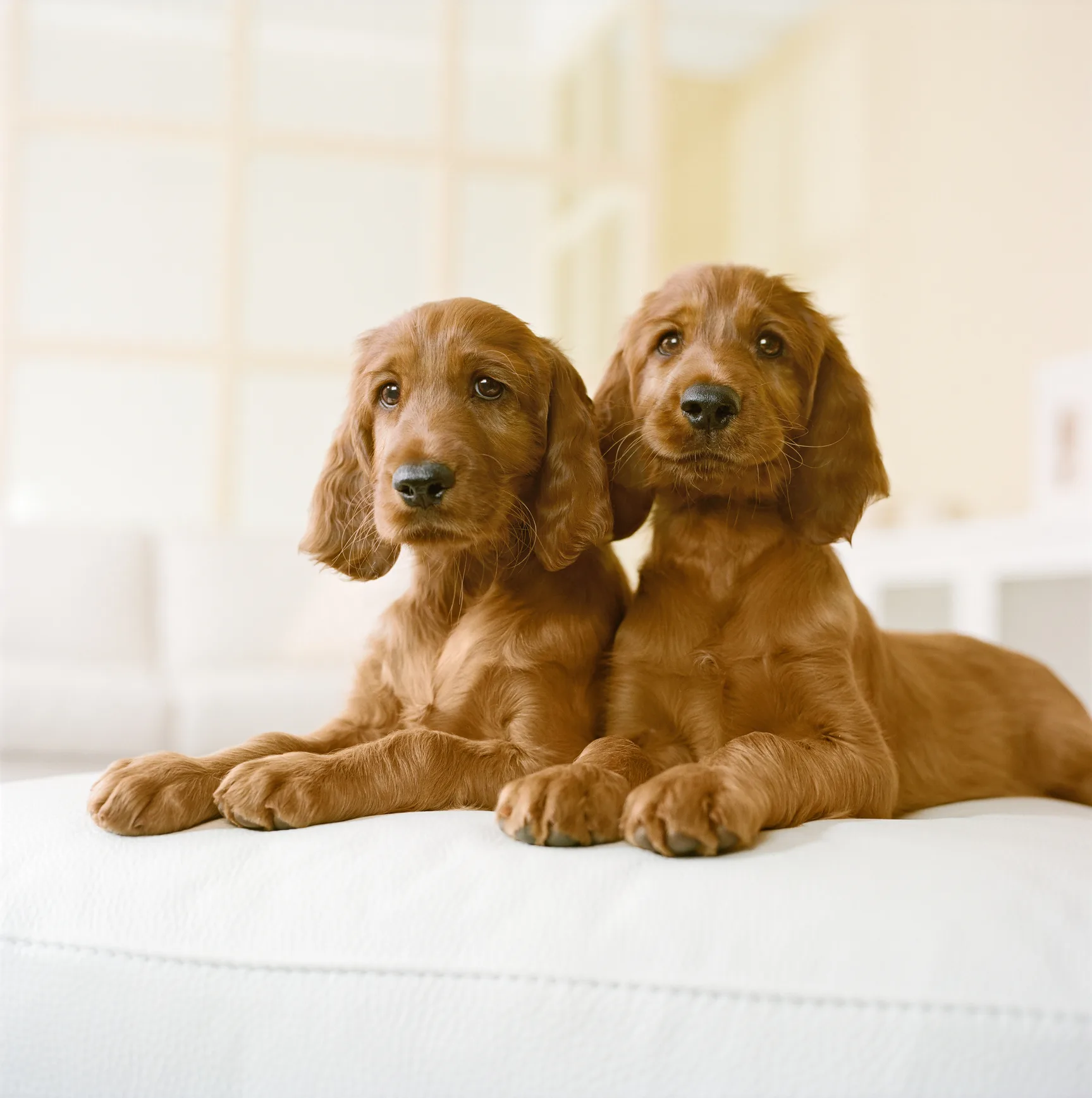 Puppies abandoned in car left unattended for 24 hours