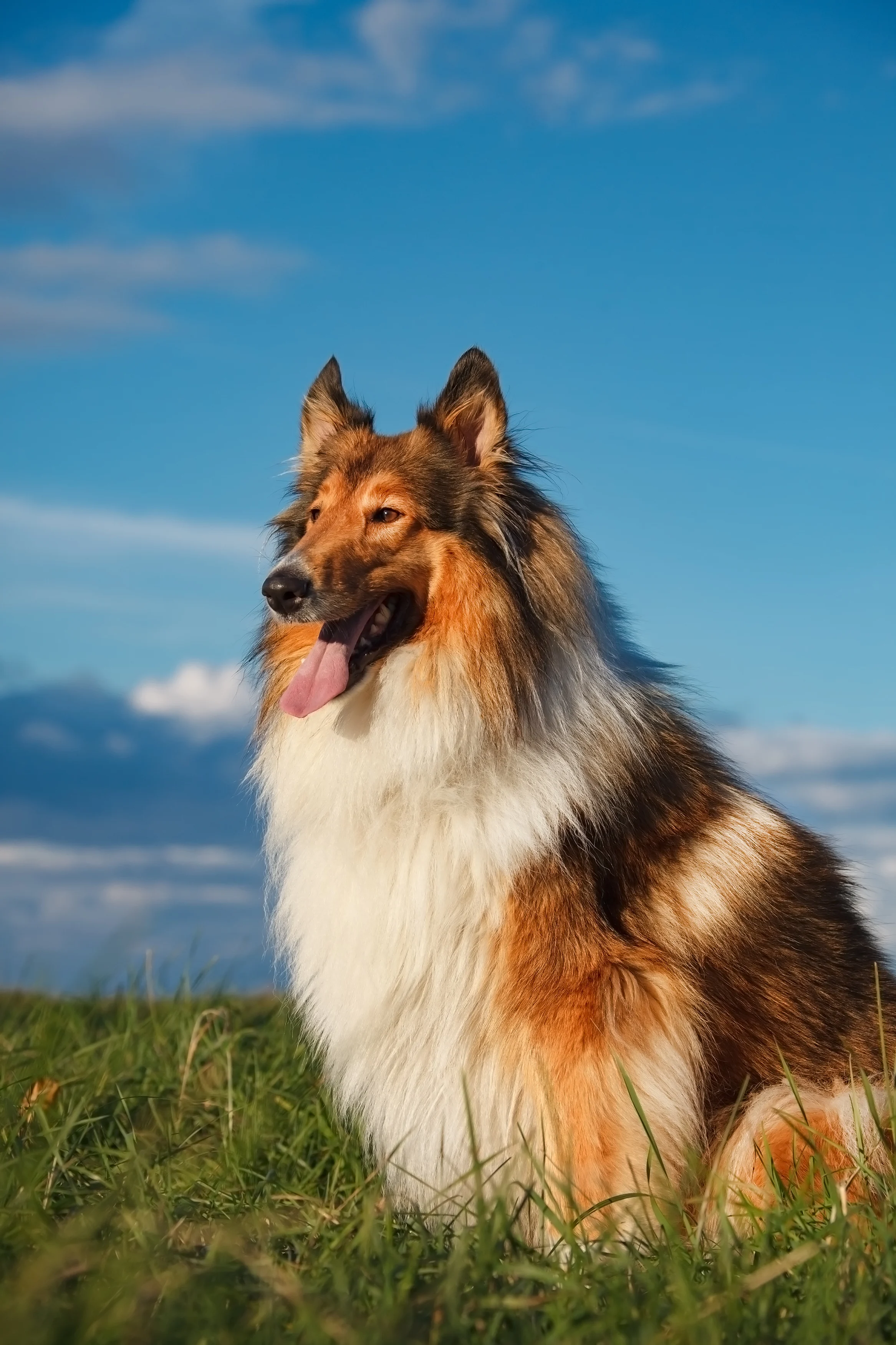 “La mia vita segreta da cane”: la storia dell’uomo che ha speso oltre 15mila dollari per trasformarsi in un Collie