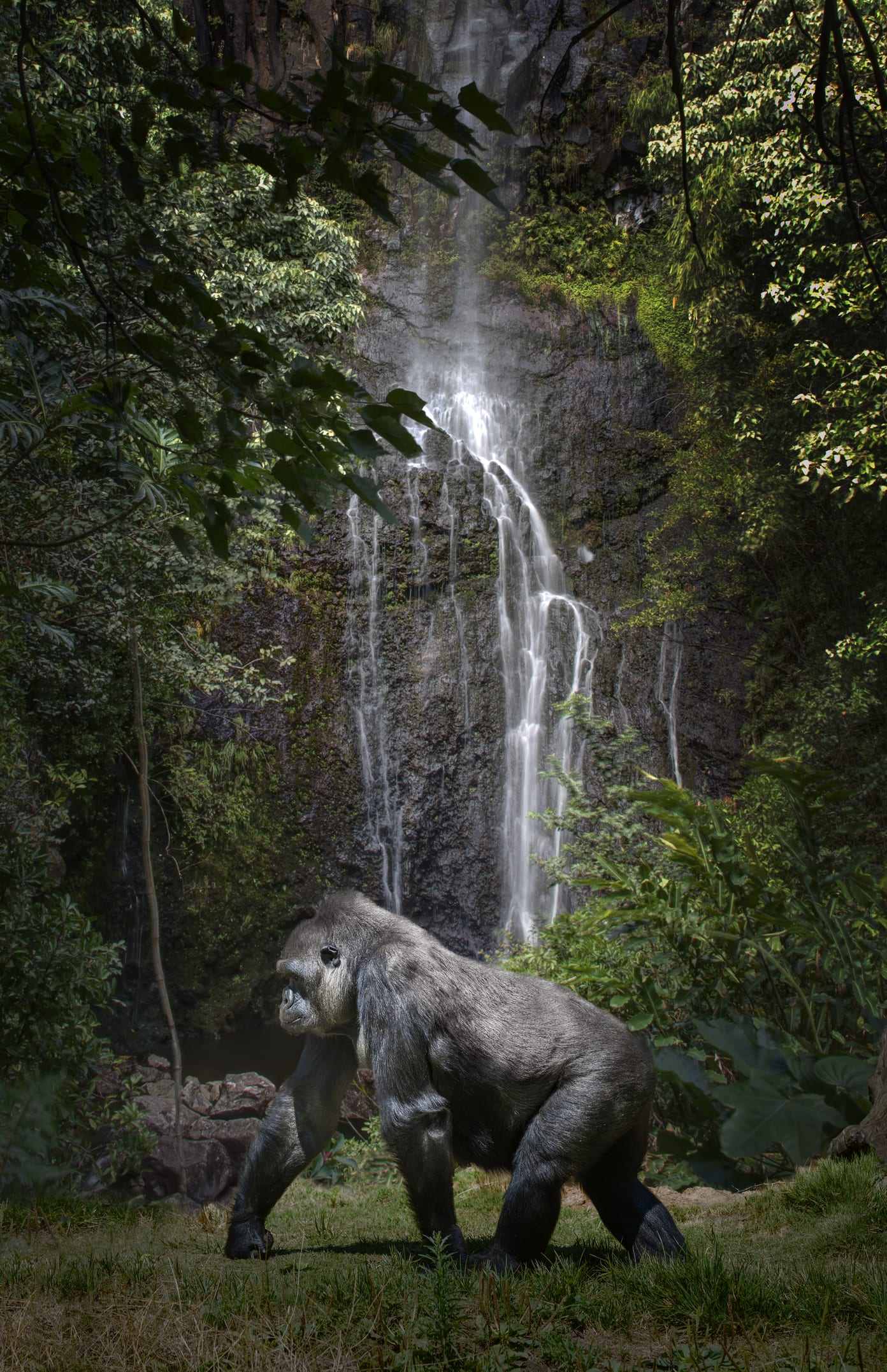 In Africa gli scimpanzé uccidono i gorilla, “E’ la prima volta, è colpa del surriscaldamento climatico e della fame”