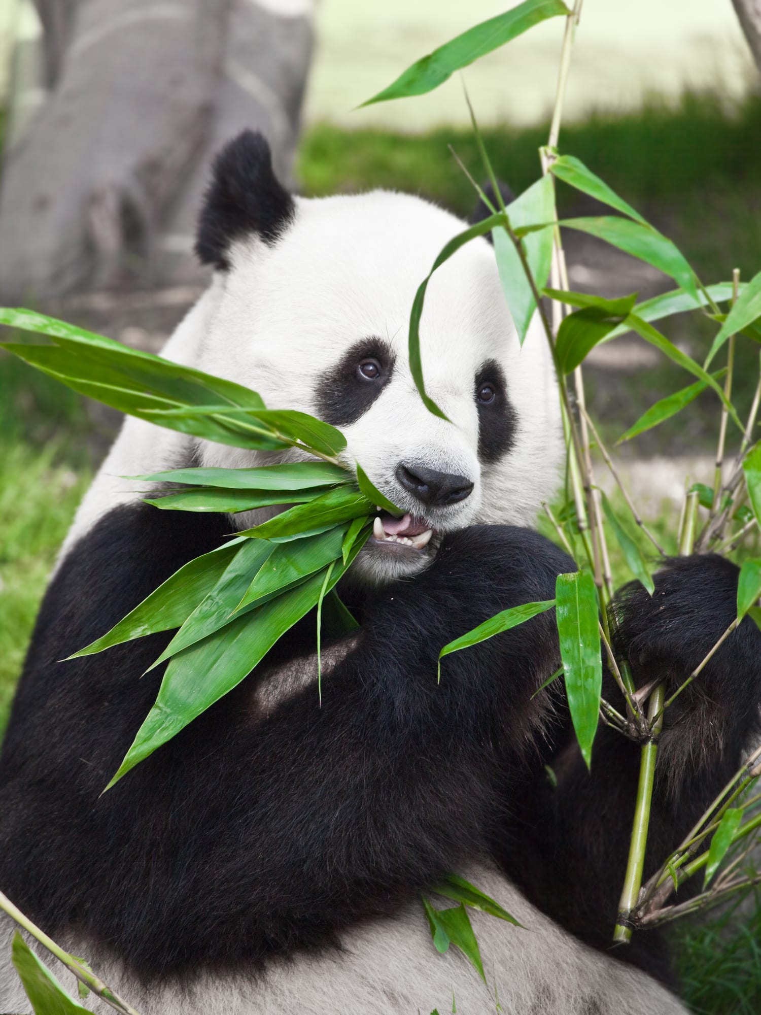 Por que os ursos pandas são 'fofinhos' mesmo comendo bambus?