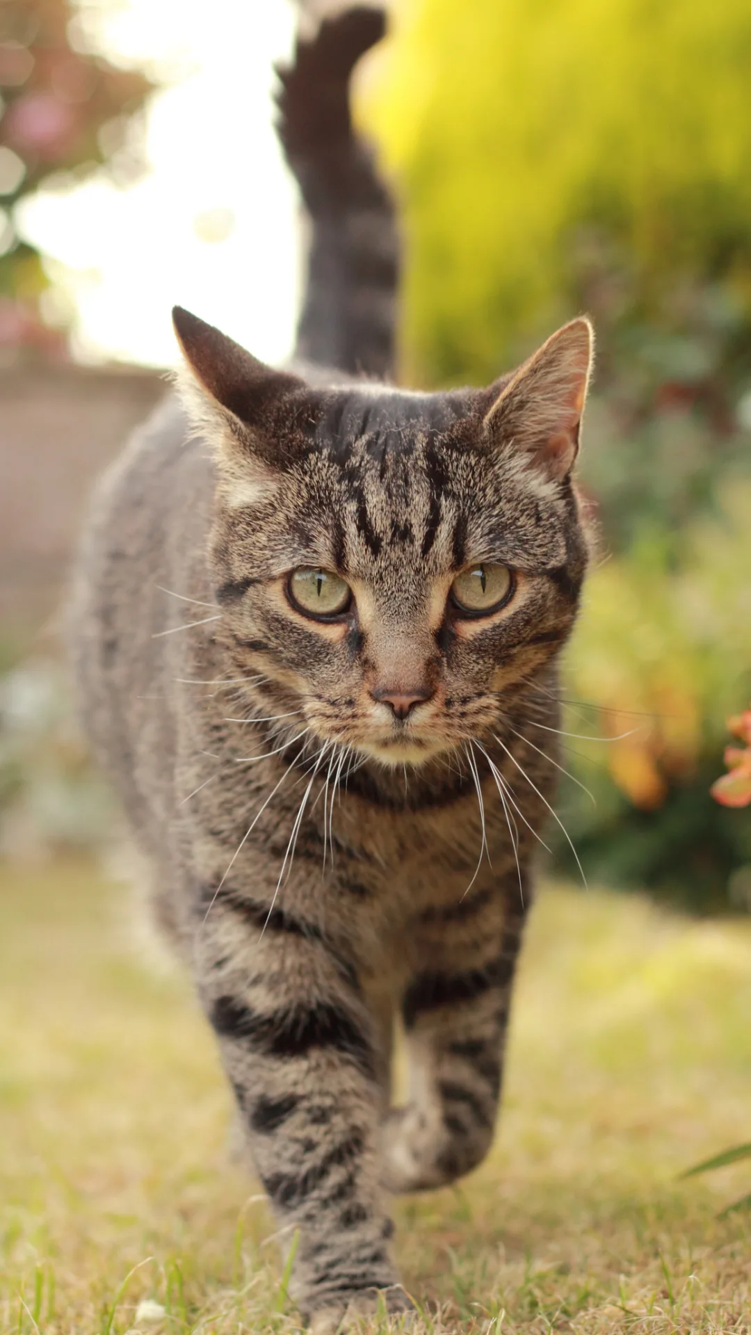 Woman goes on incredible mountain hiking adventures - with her cat in tow