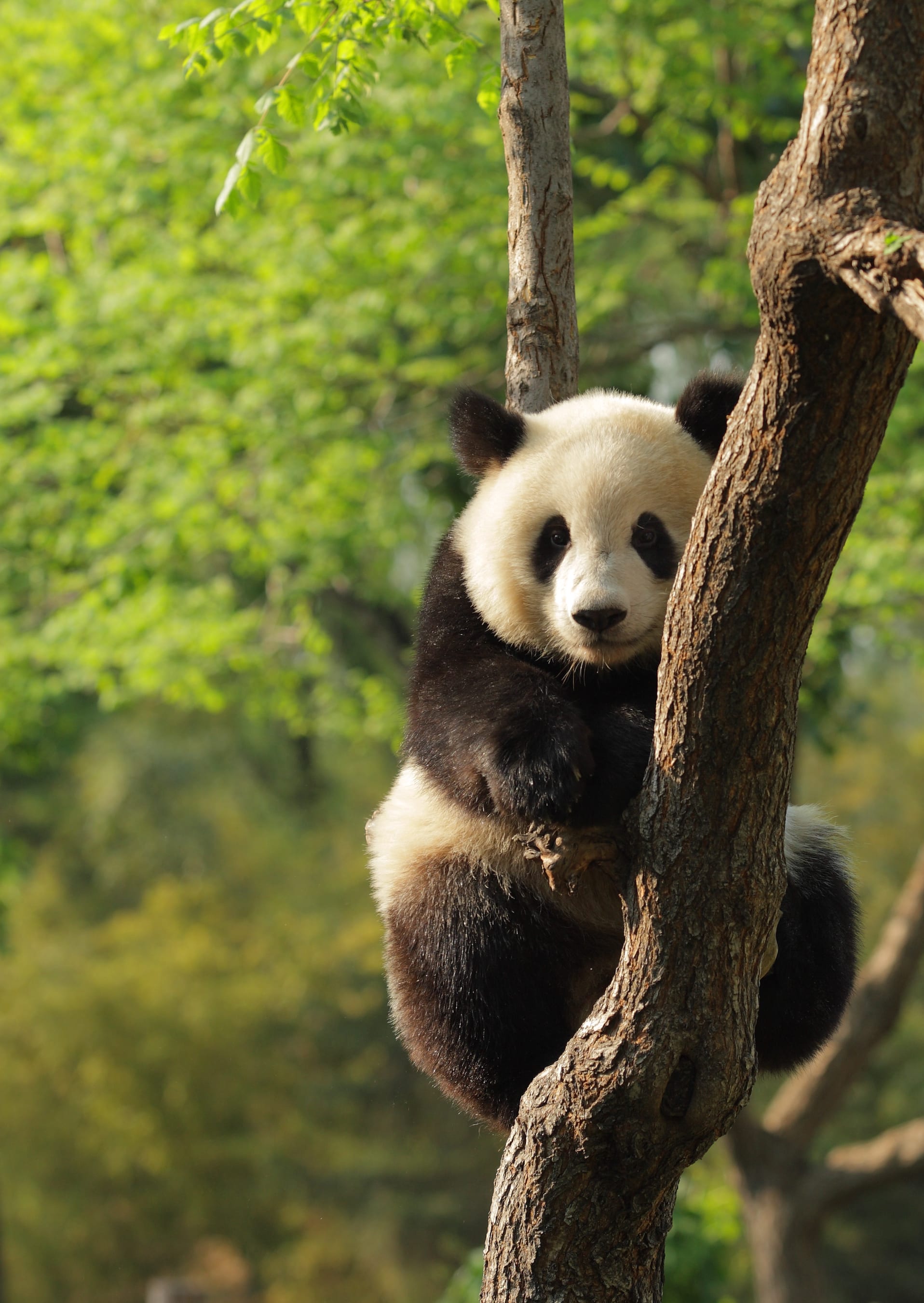 Svelato il segreto dei panda: ecco perché sono così paffuti anche se mangiano solo bambù