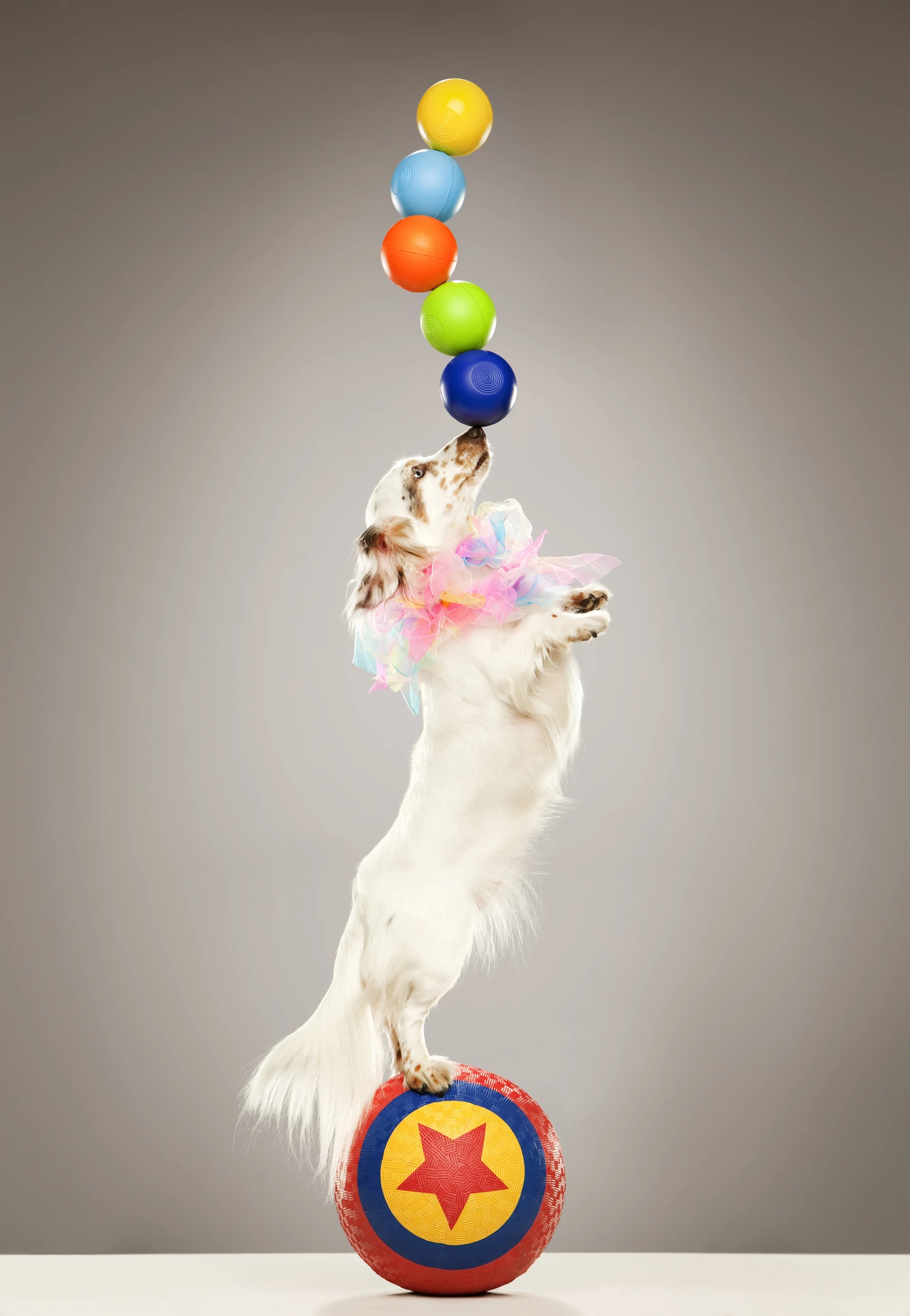 Why studying the health of dogs could help us humans ward off old age