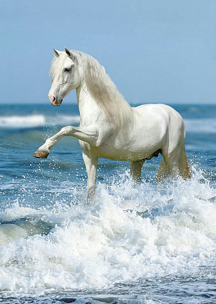 Wanneroo to investigate potential horse beach