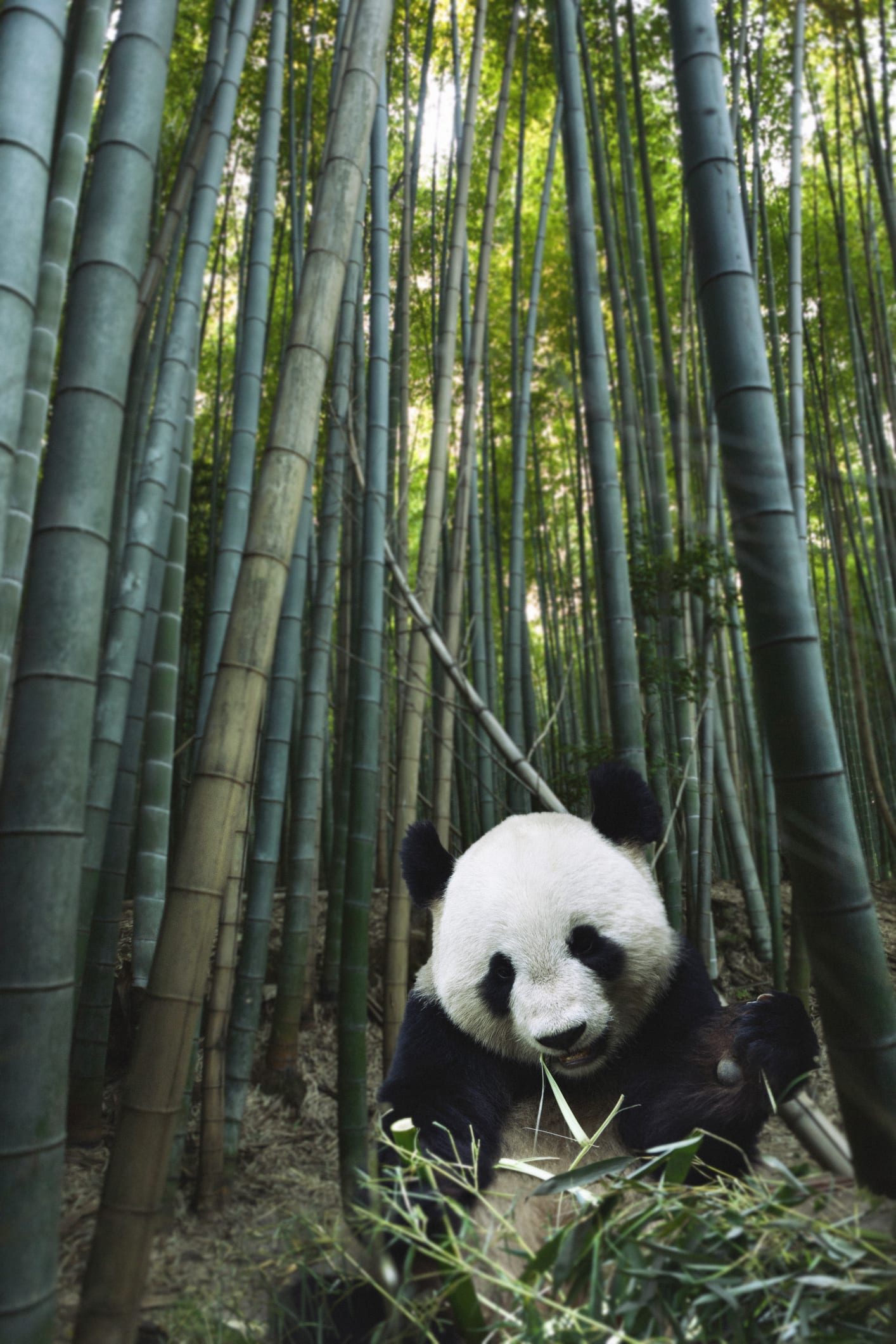 Europe's last pandas were giant weaklings who couldn't even eat bamboo