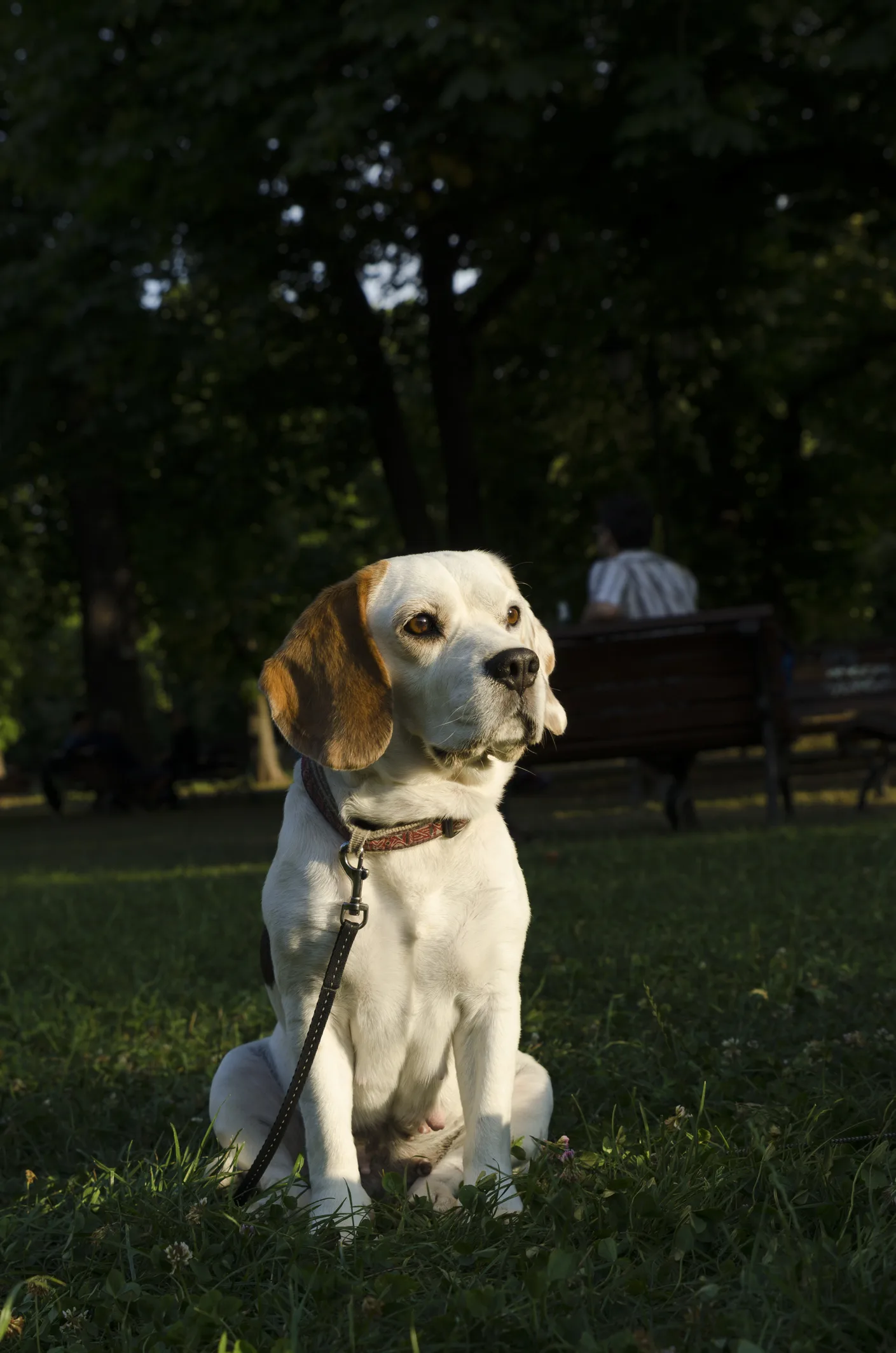Why Do Dogs Chase Their Tails?