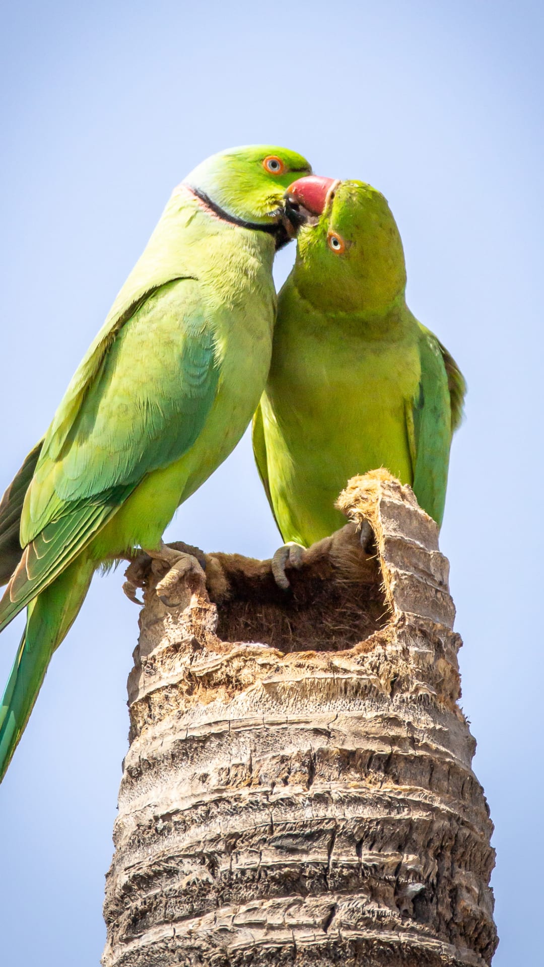 かまってほしくて…必死のアピールを続けるインコの姿に3万いいね　「付き合ってるカップルみたい」