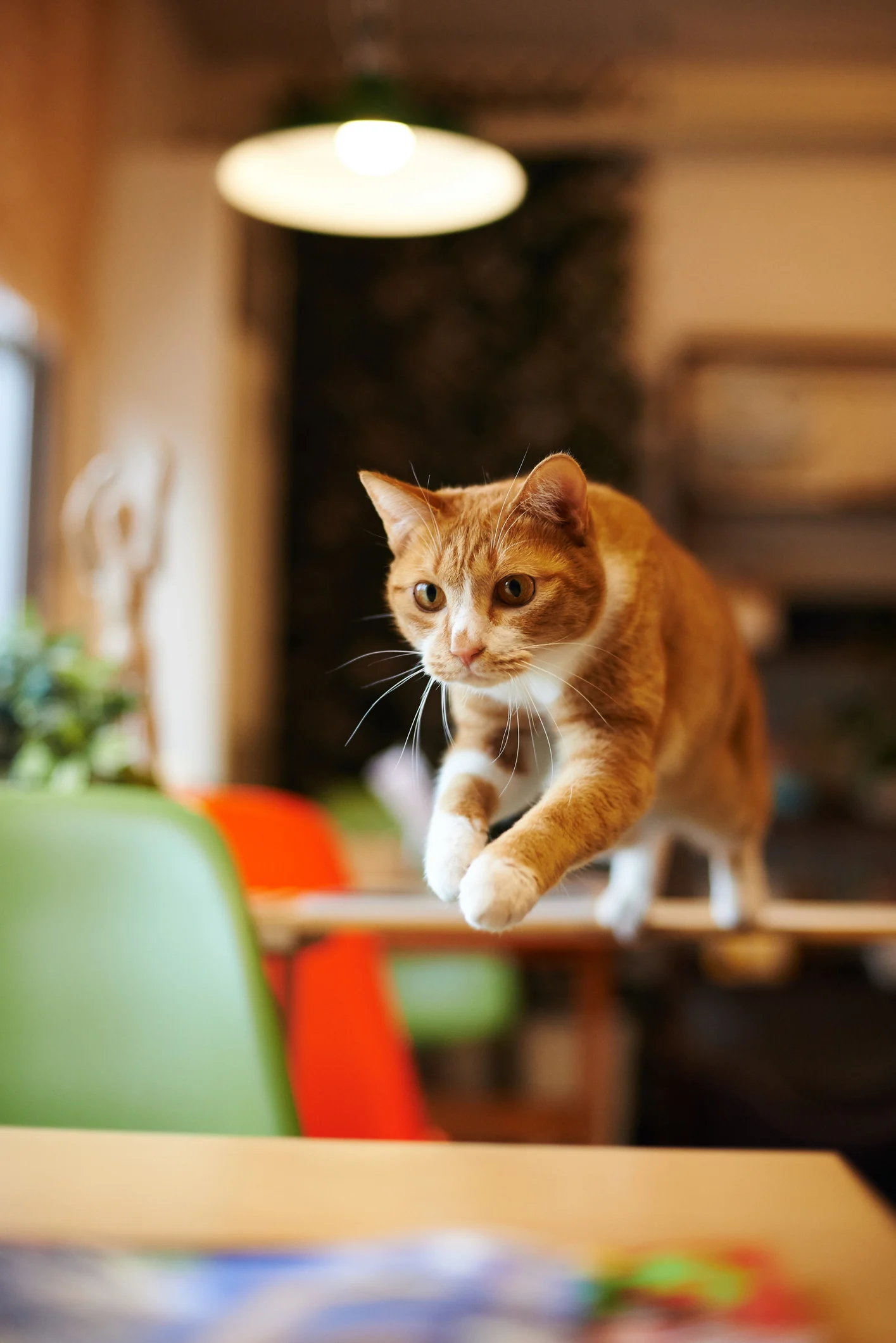 Il gatto comprende le leggi della fisica: lo dice la scienza