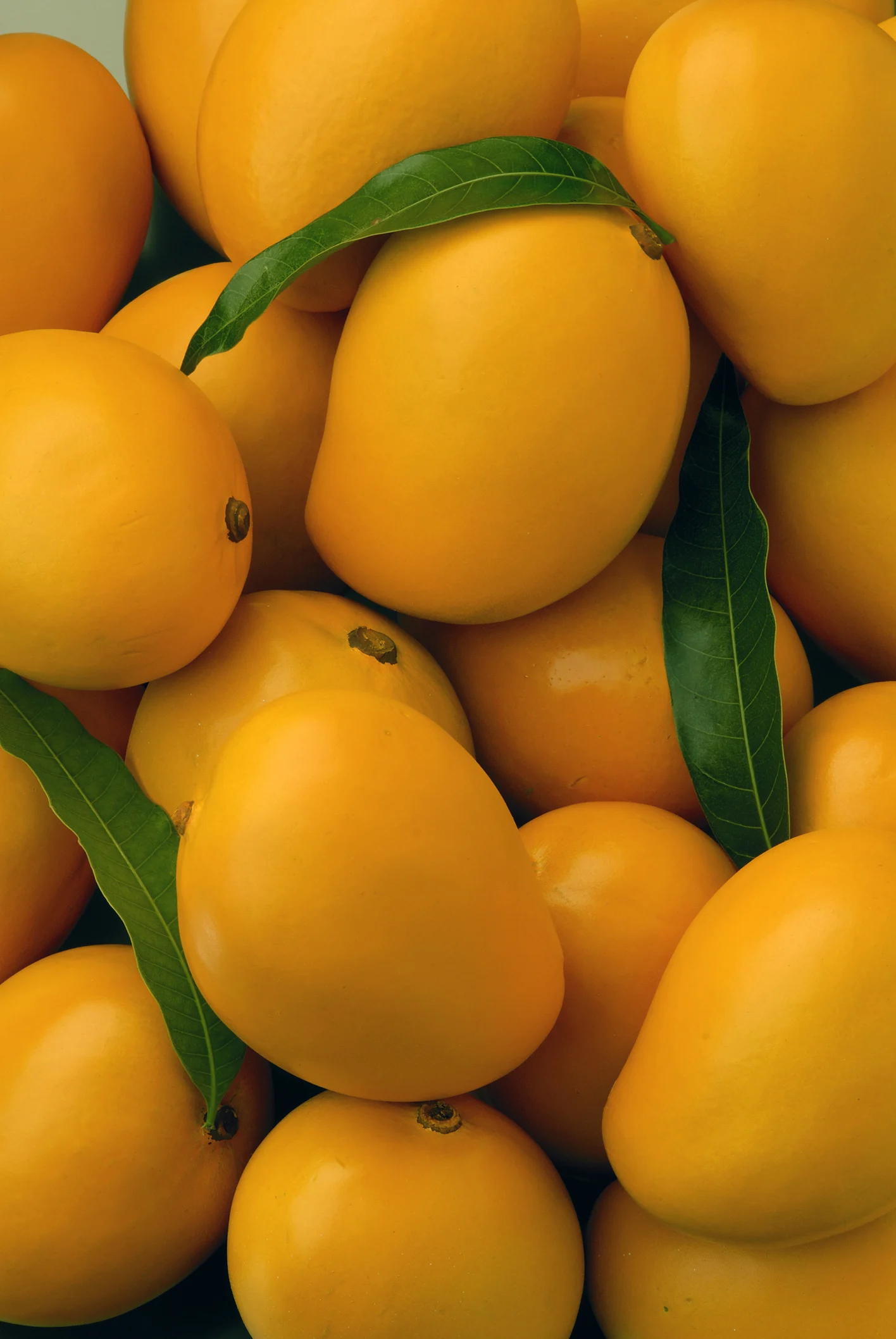 ¿Te gusta el mango? Mejora tu salud y prepara tu propia infusión de esta fruta