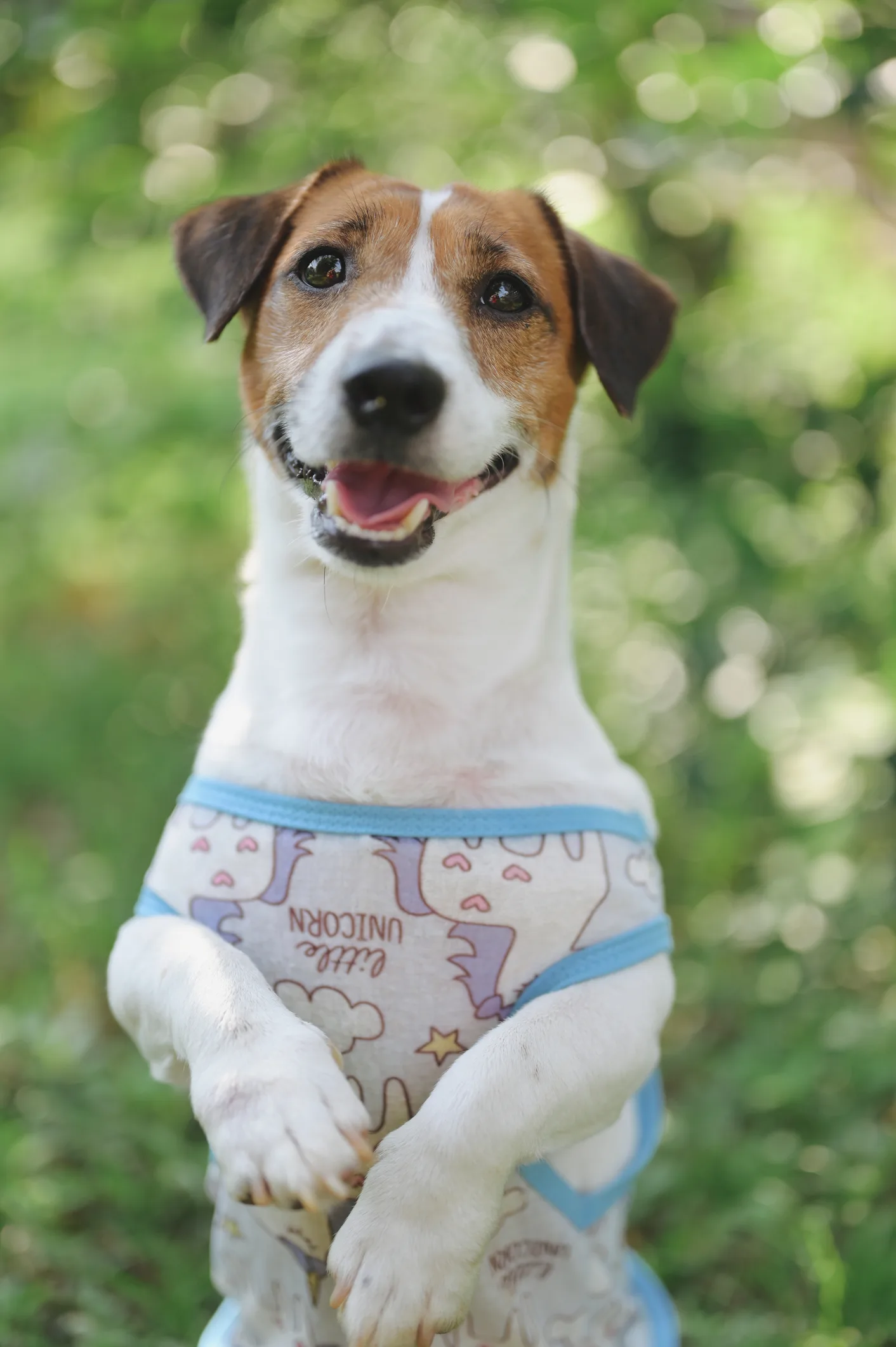 ¡Guaf guaf!: 10 razas de perros ideales para los niños