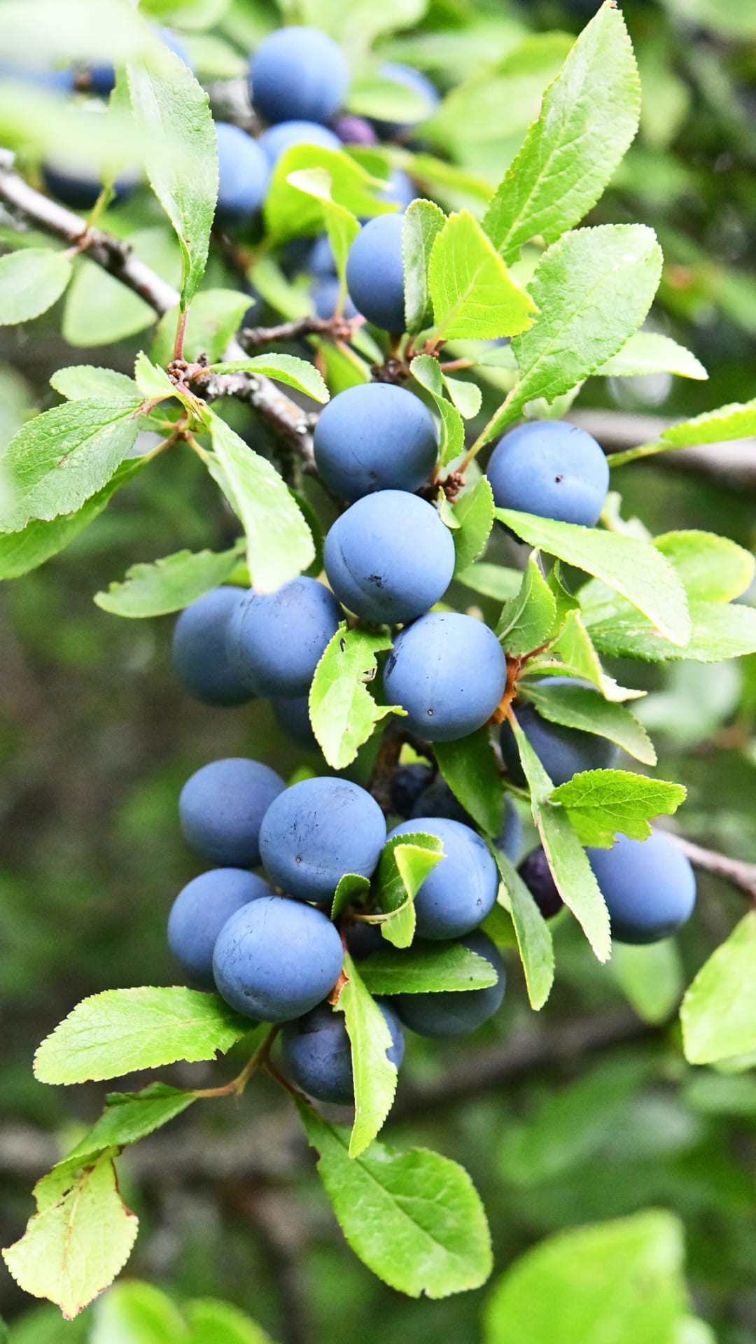 Auf diese Pflanzen sollten Sie in Ihrem Garten unbedingt verzichten – „Verbrechen an der Natur“