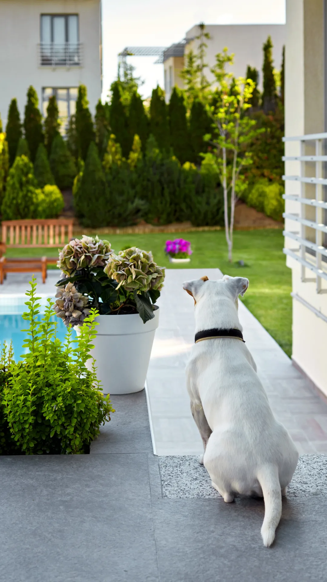 How to Keep Dogs and Cats Out of Your Garden