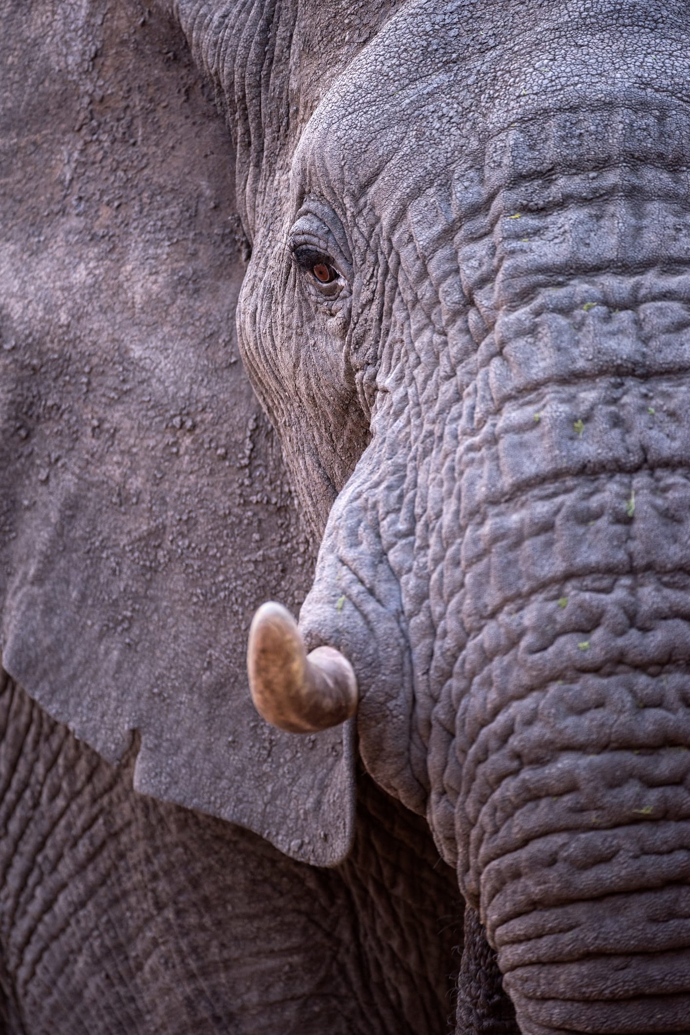 Il più grande elefante del Botswana ucciso a fucilate durante un safari di caccia grossa